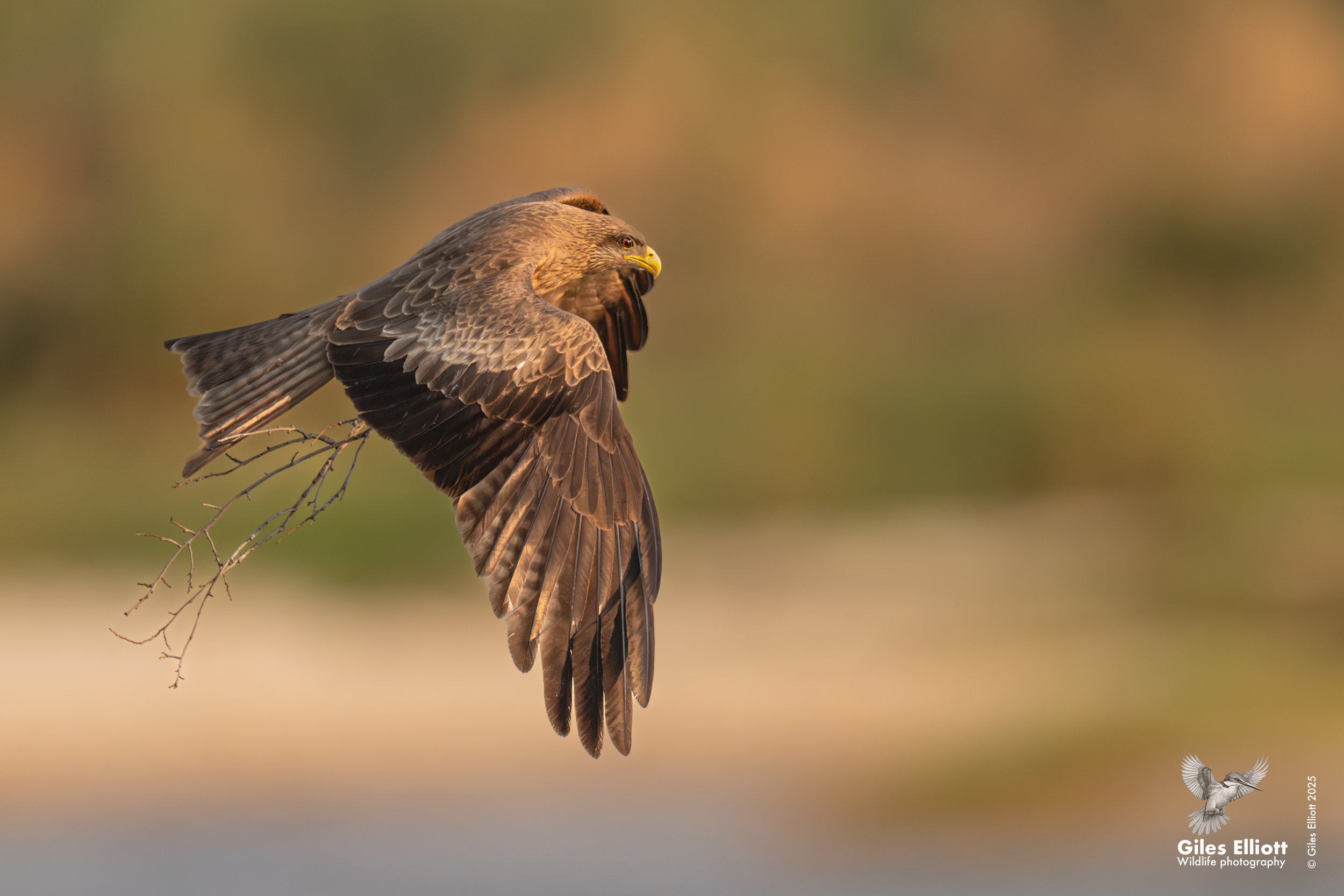 Yellow-billed kite