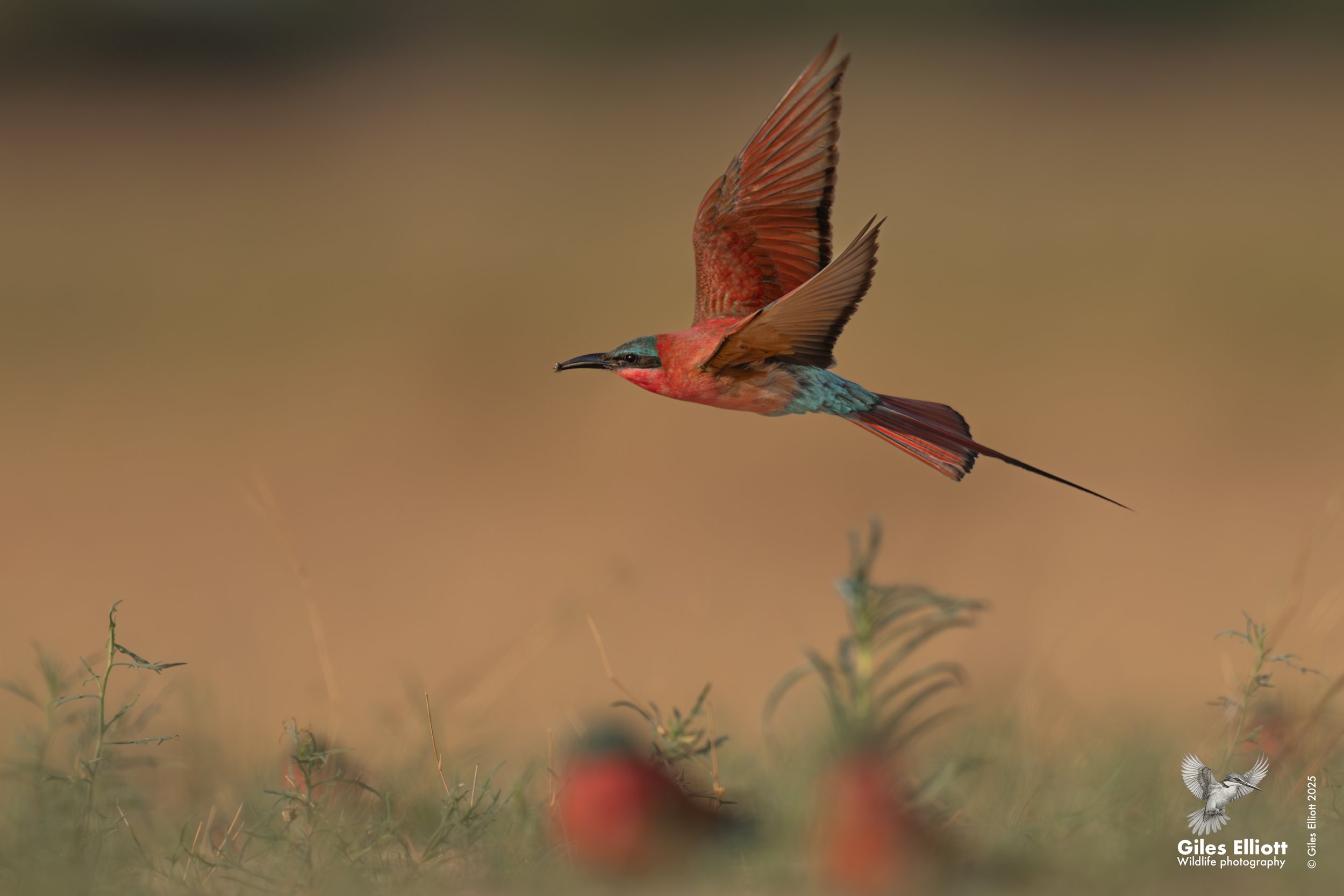 Southern Carmine Bee-eater