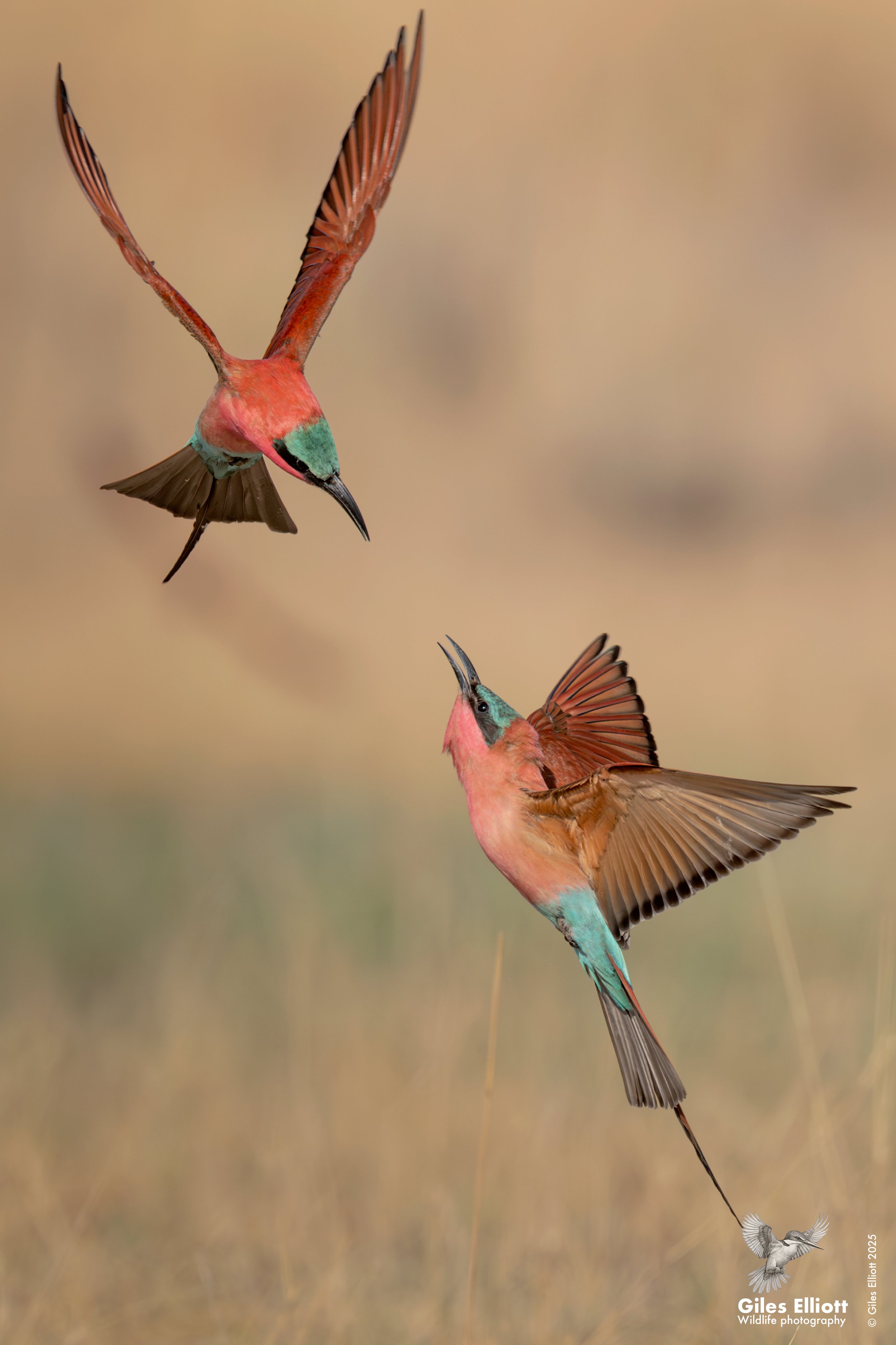 Southern Carmine Bee-eater