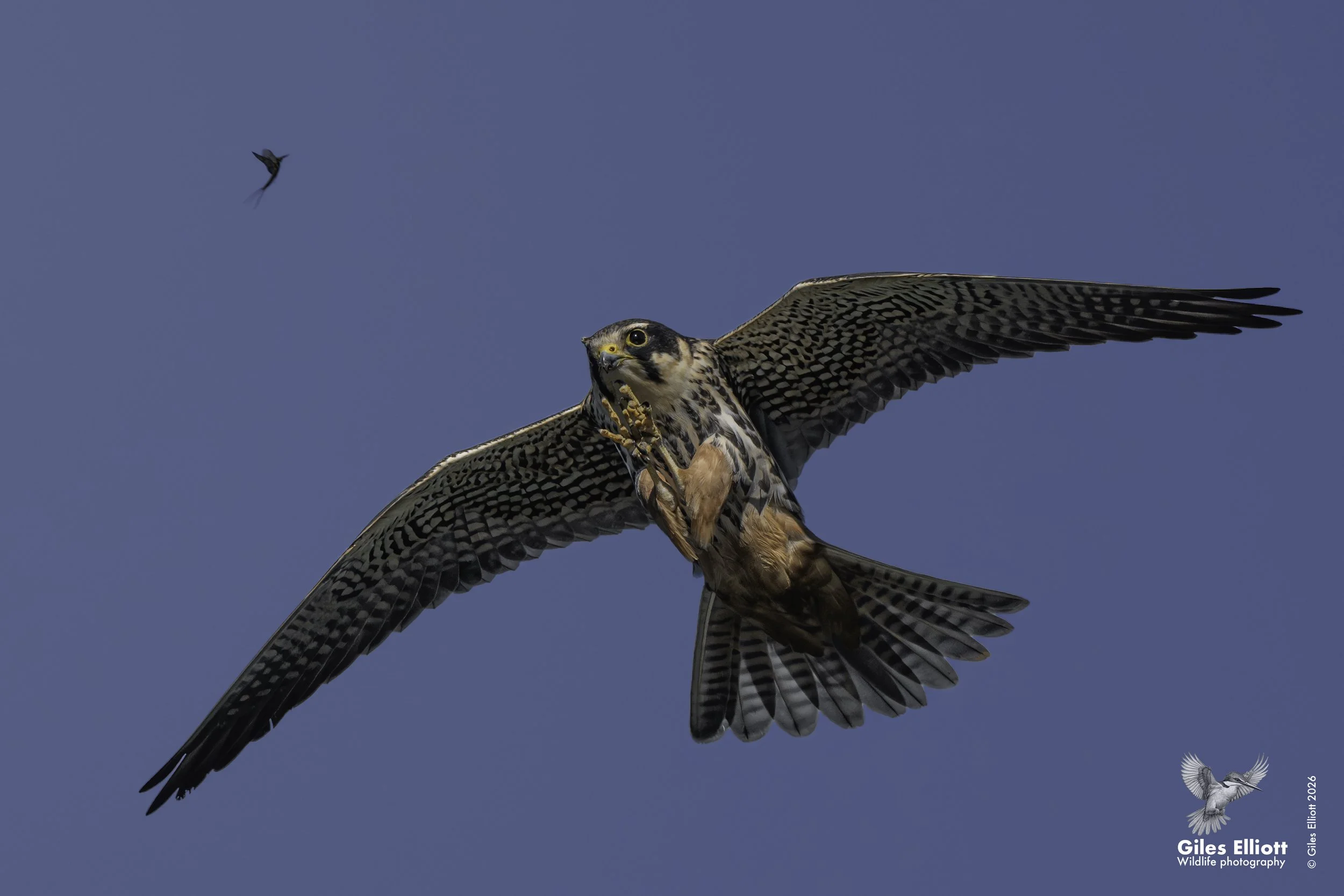Hobby
