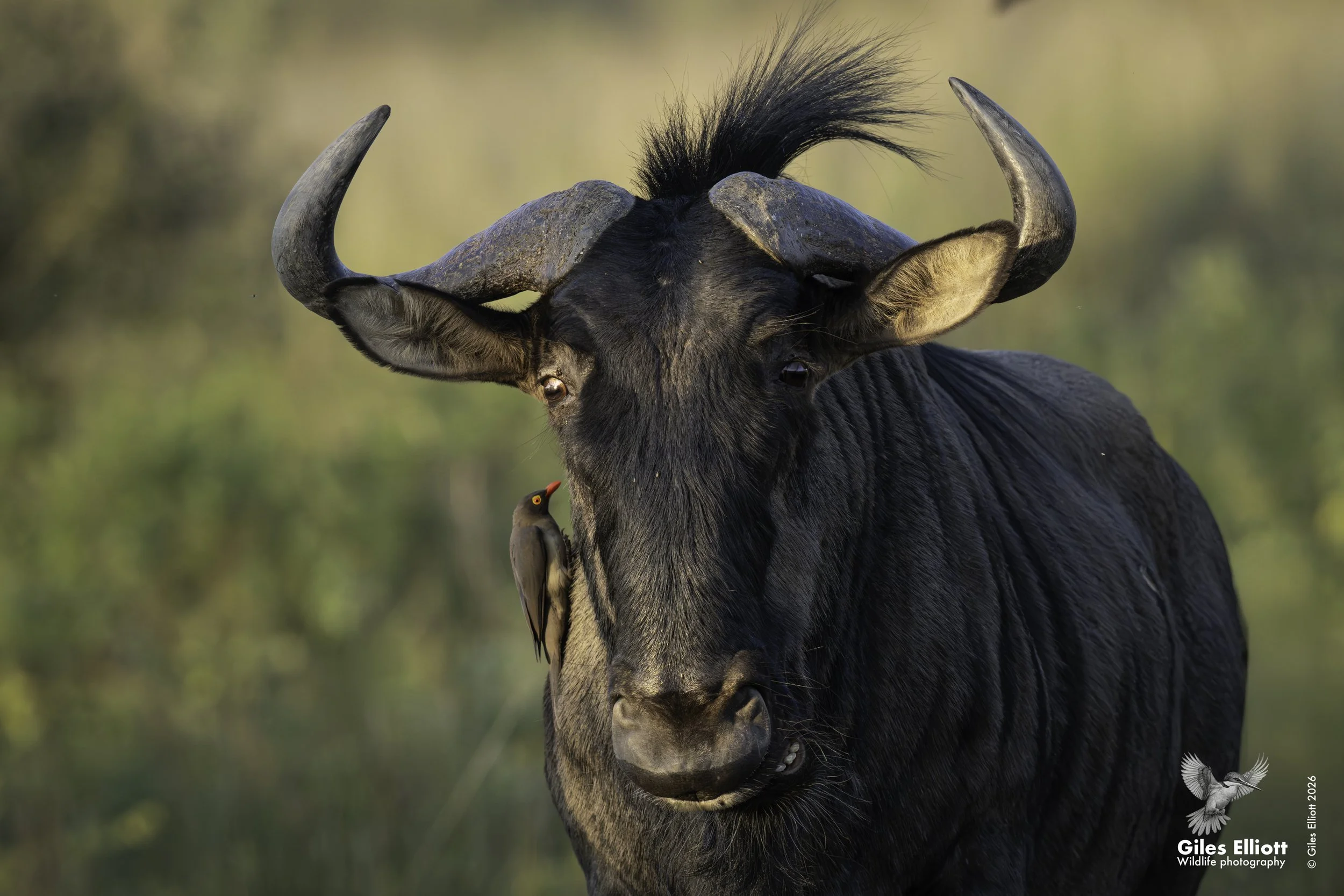 Red-billed oxpecker