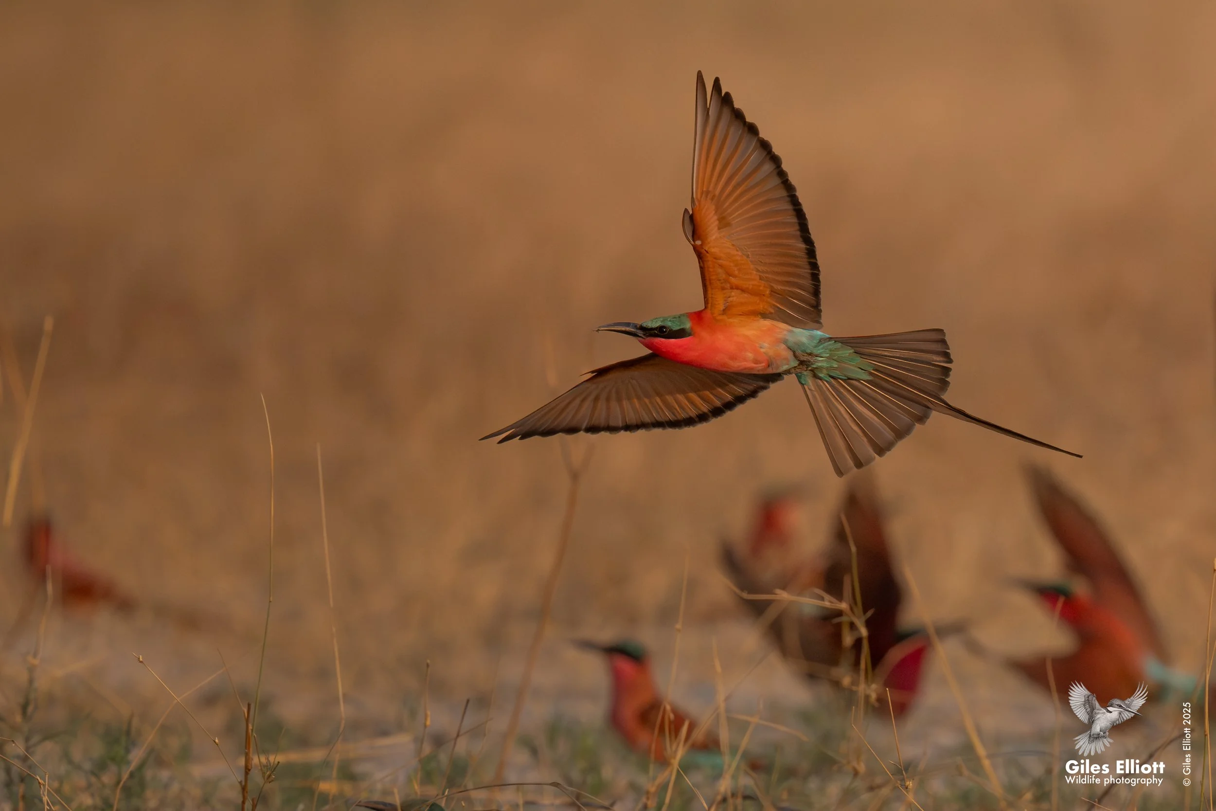 Southern Carmine Bee-eater