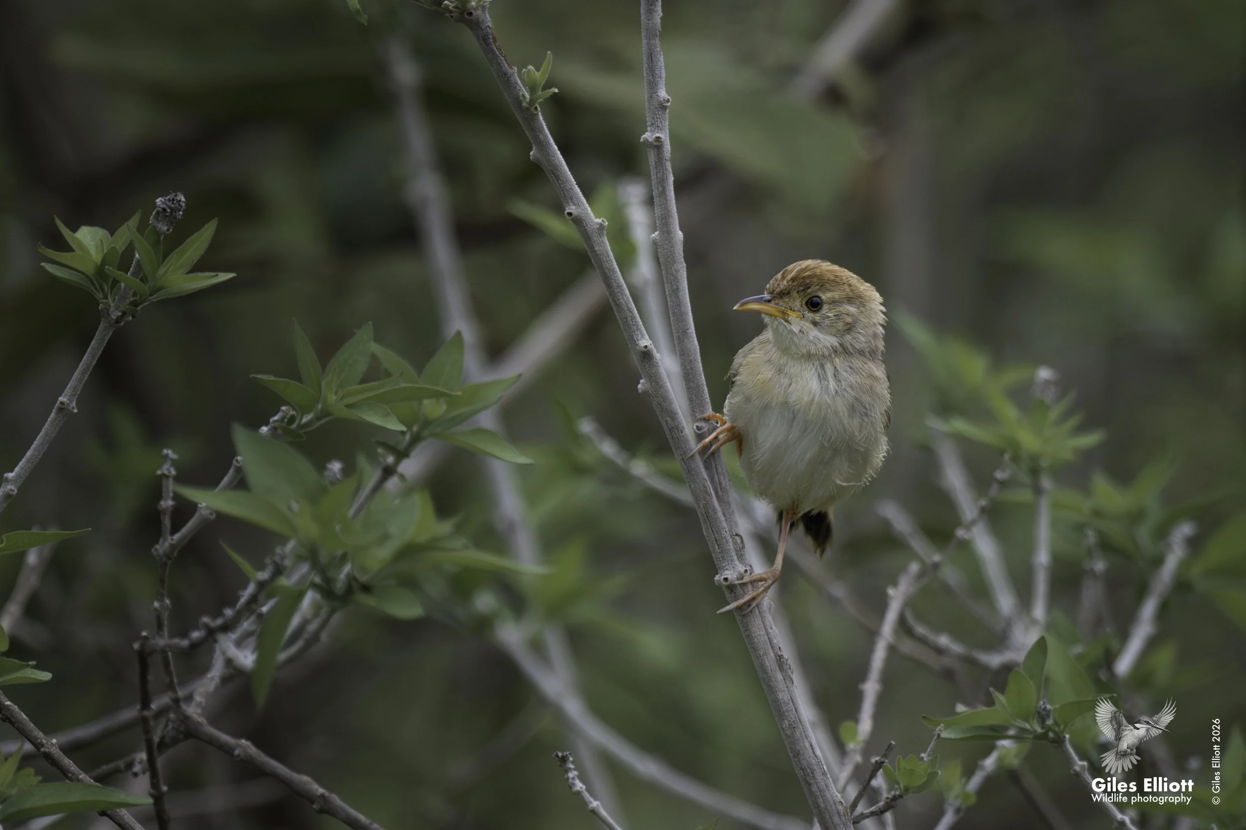 Piping cisticola (Neddicky)
