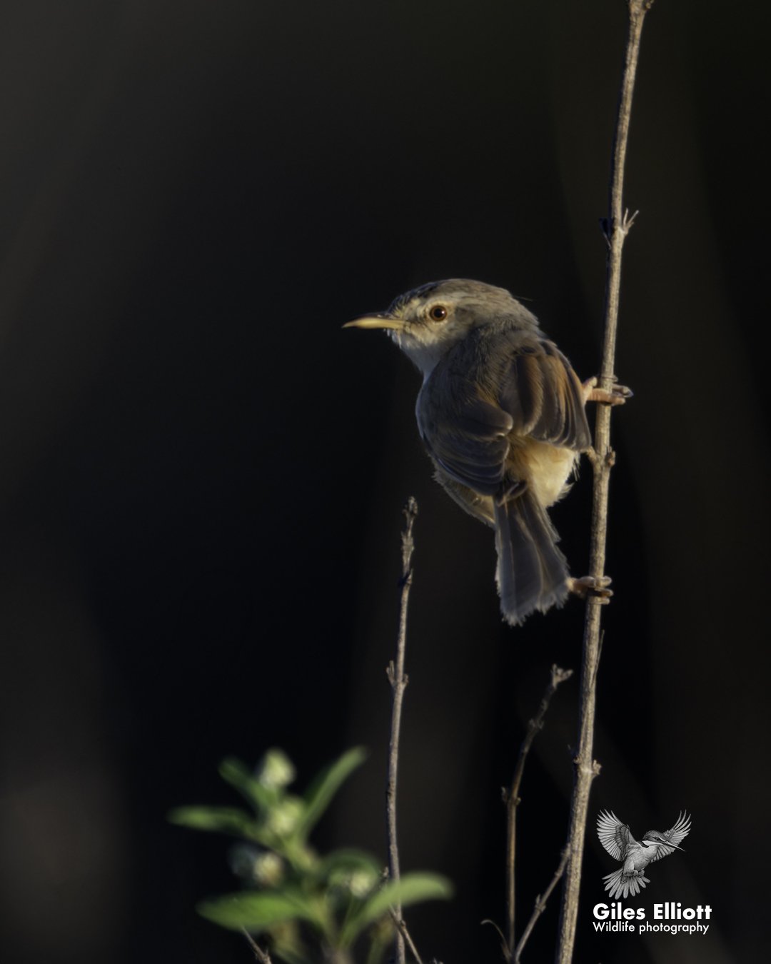 Desert cisticola