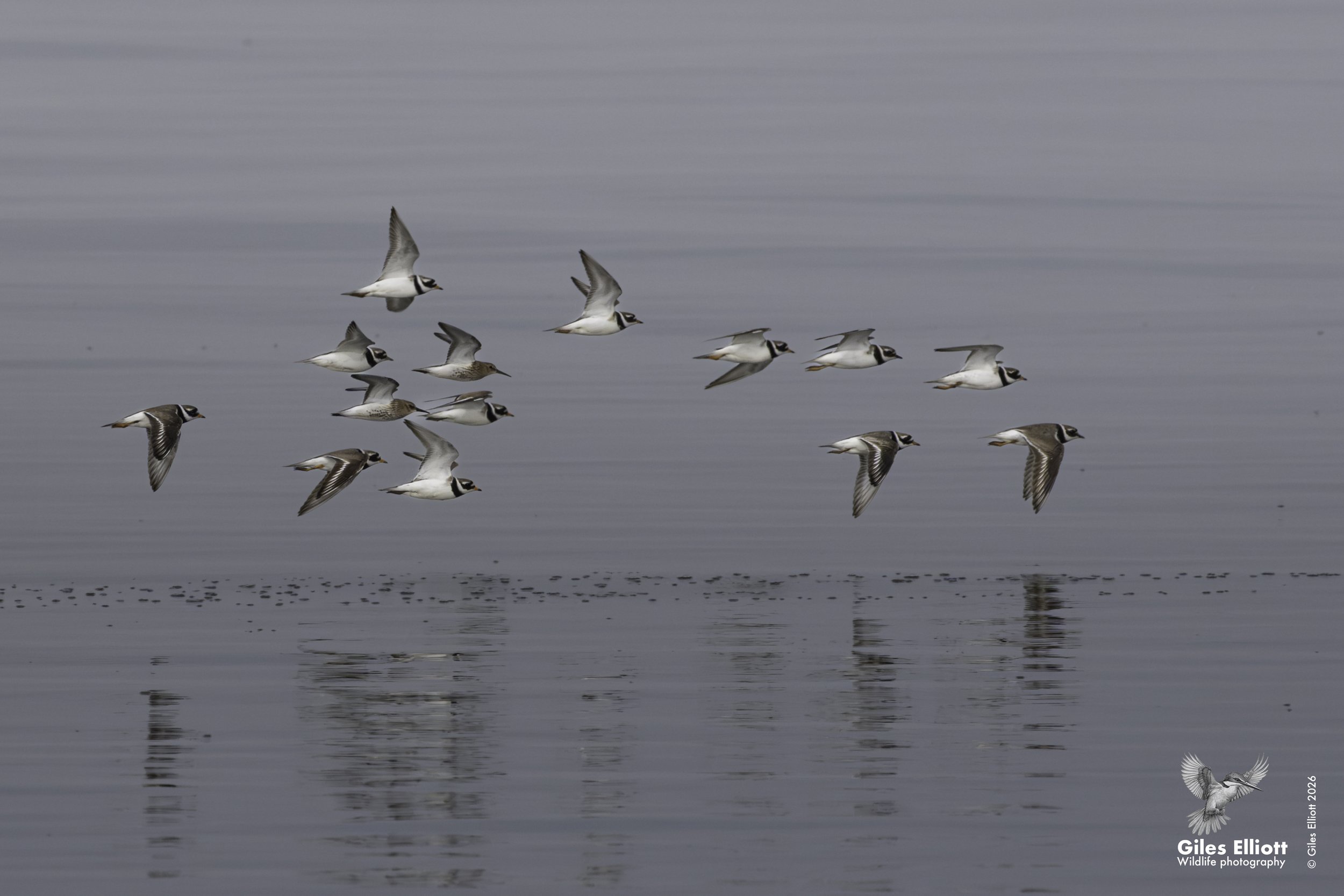 Ringed plover