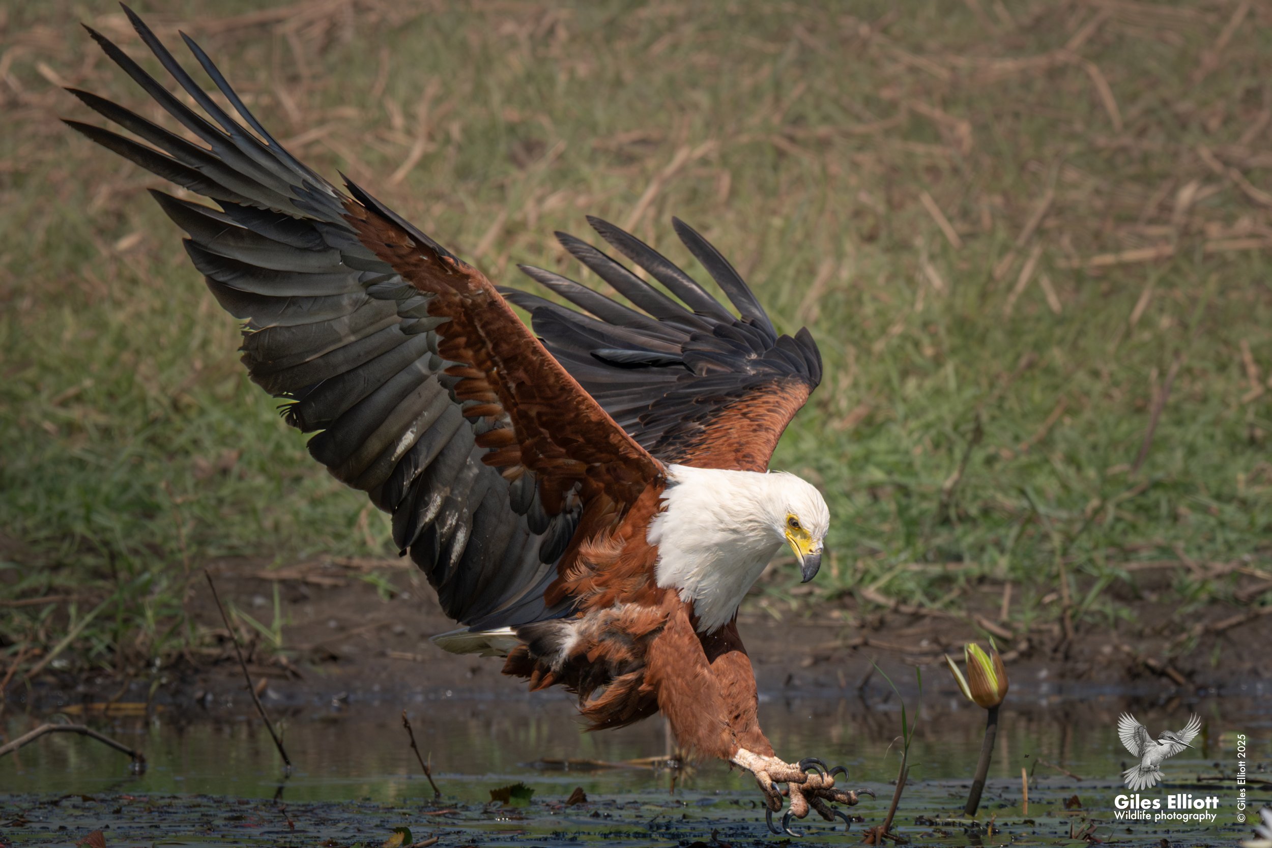 African fish eagle