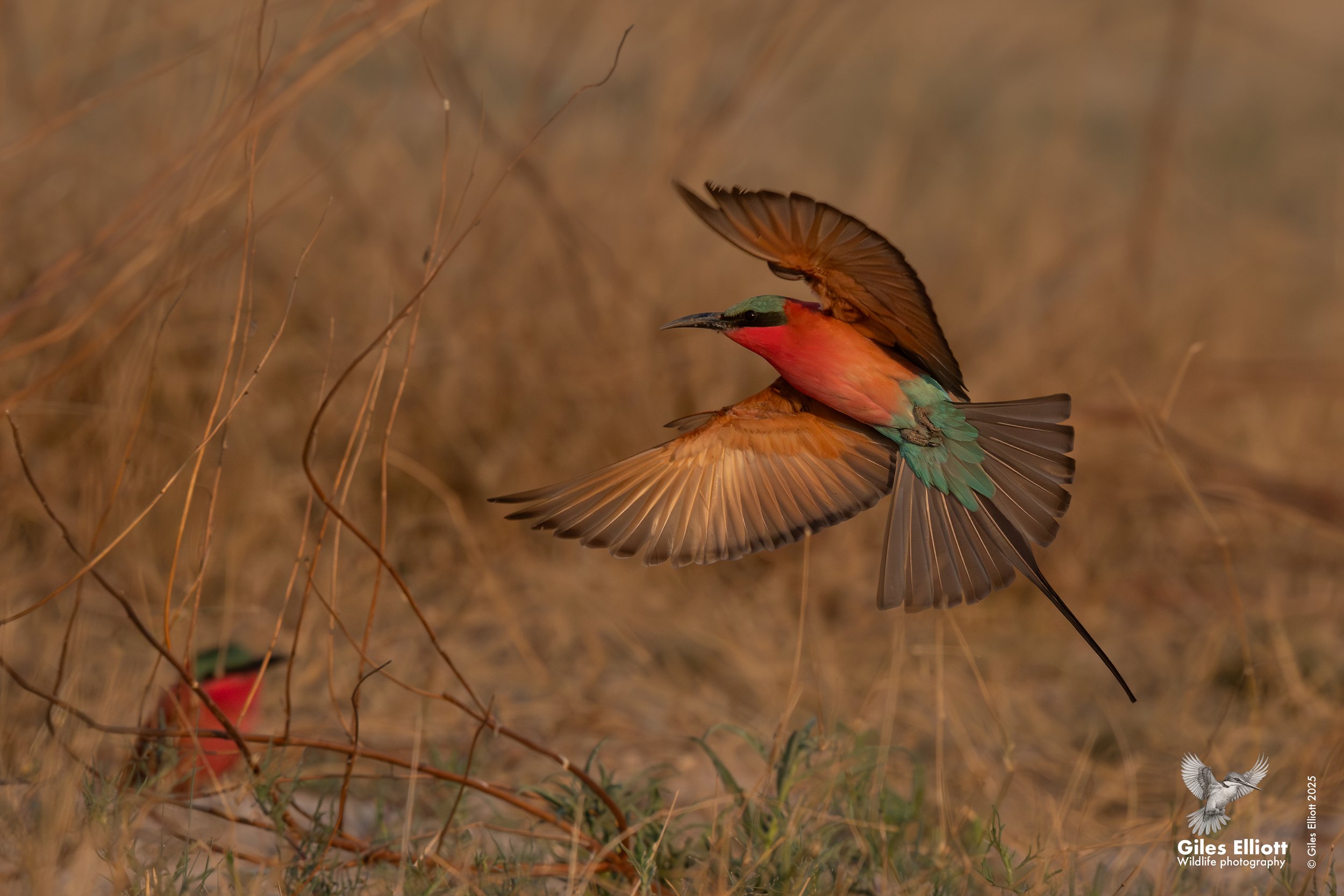 Southern Carmine Bee-eater