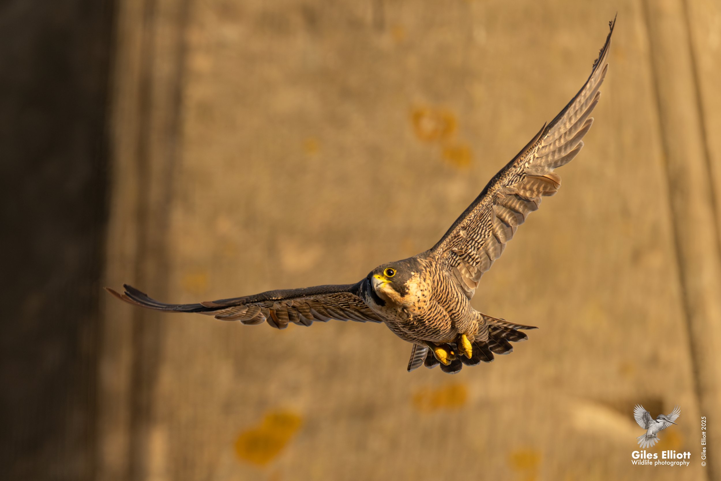 peri golden light 3.jpg