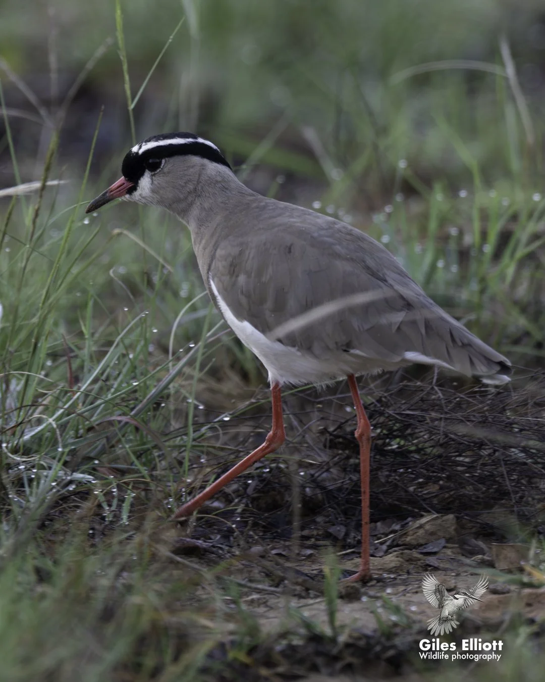 Crowned lapwing