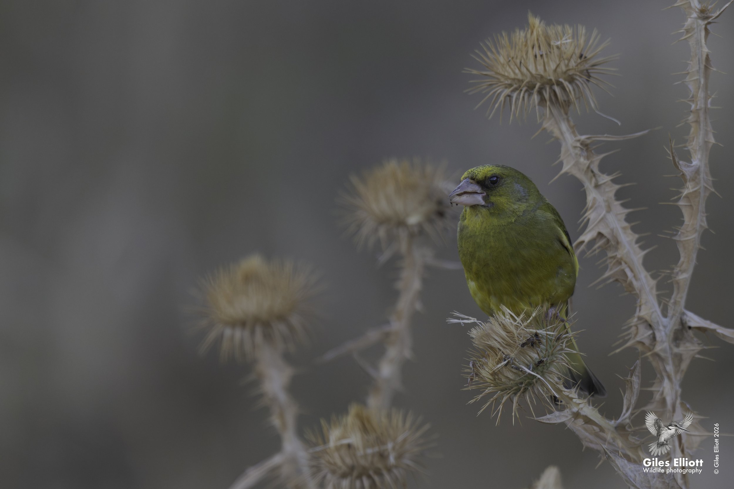 Greenfinch