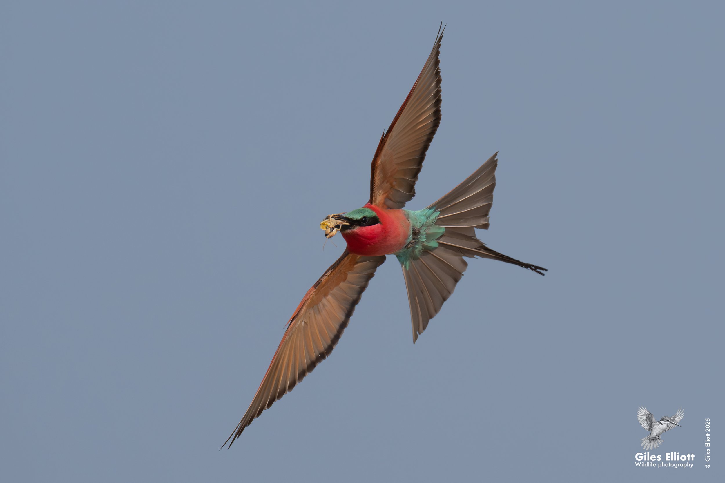 Southern Carmine Bee-eater