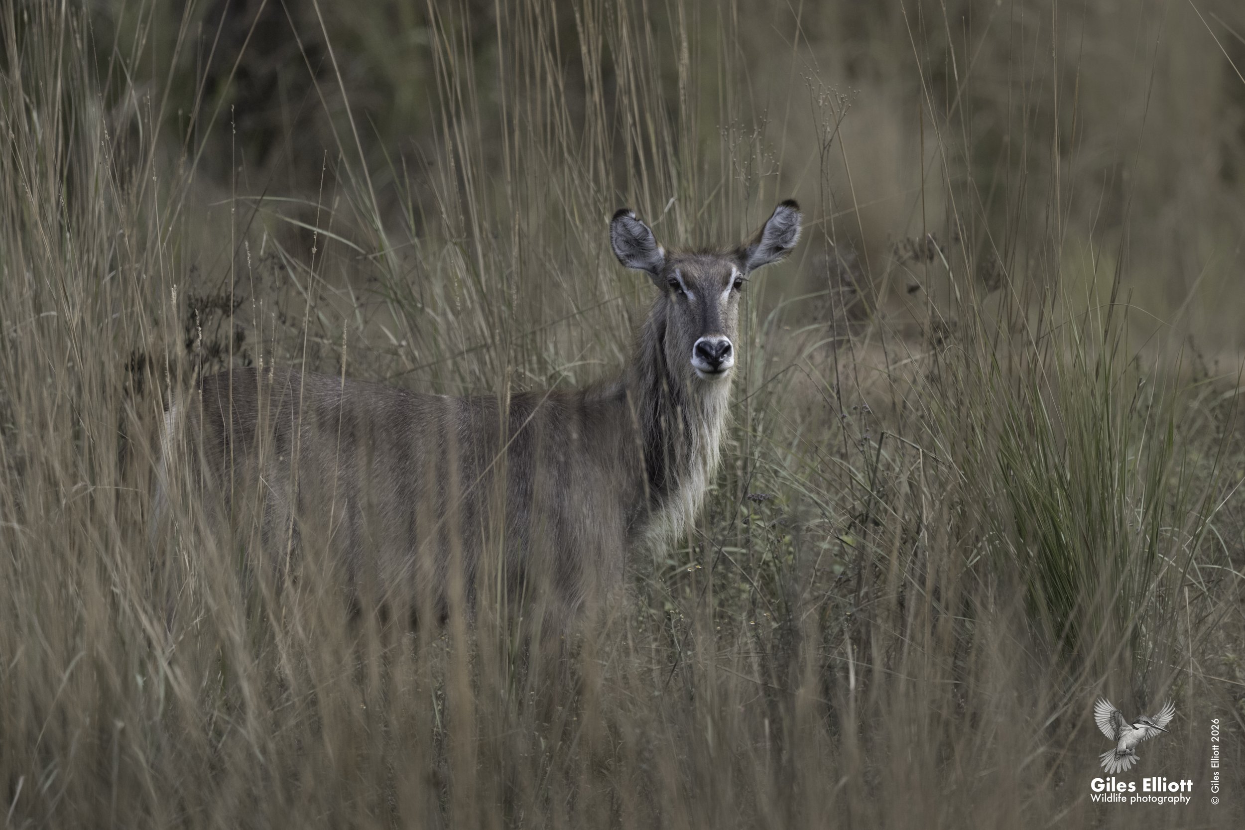 Waterbuck