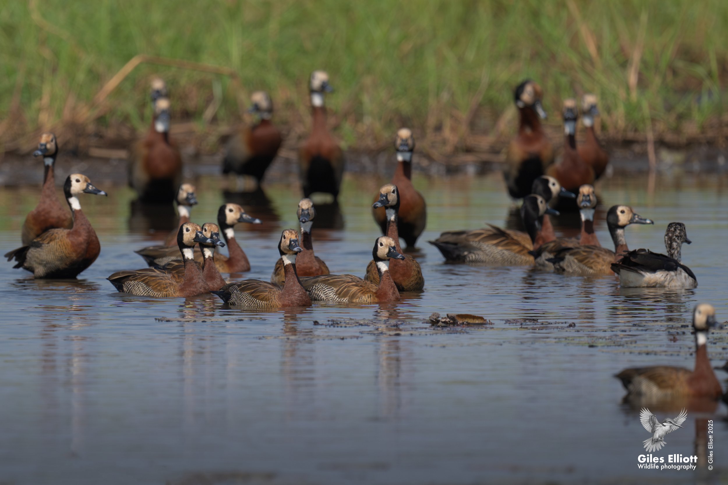 White-faced whistling duck