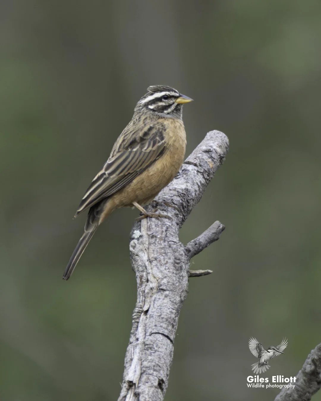 Cinnamon-breasted bunting