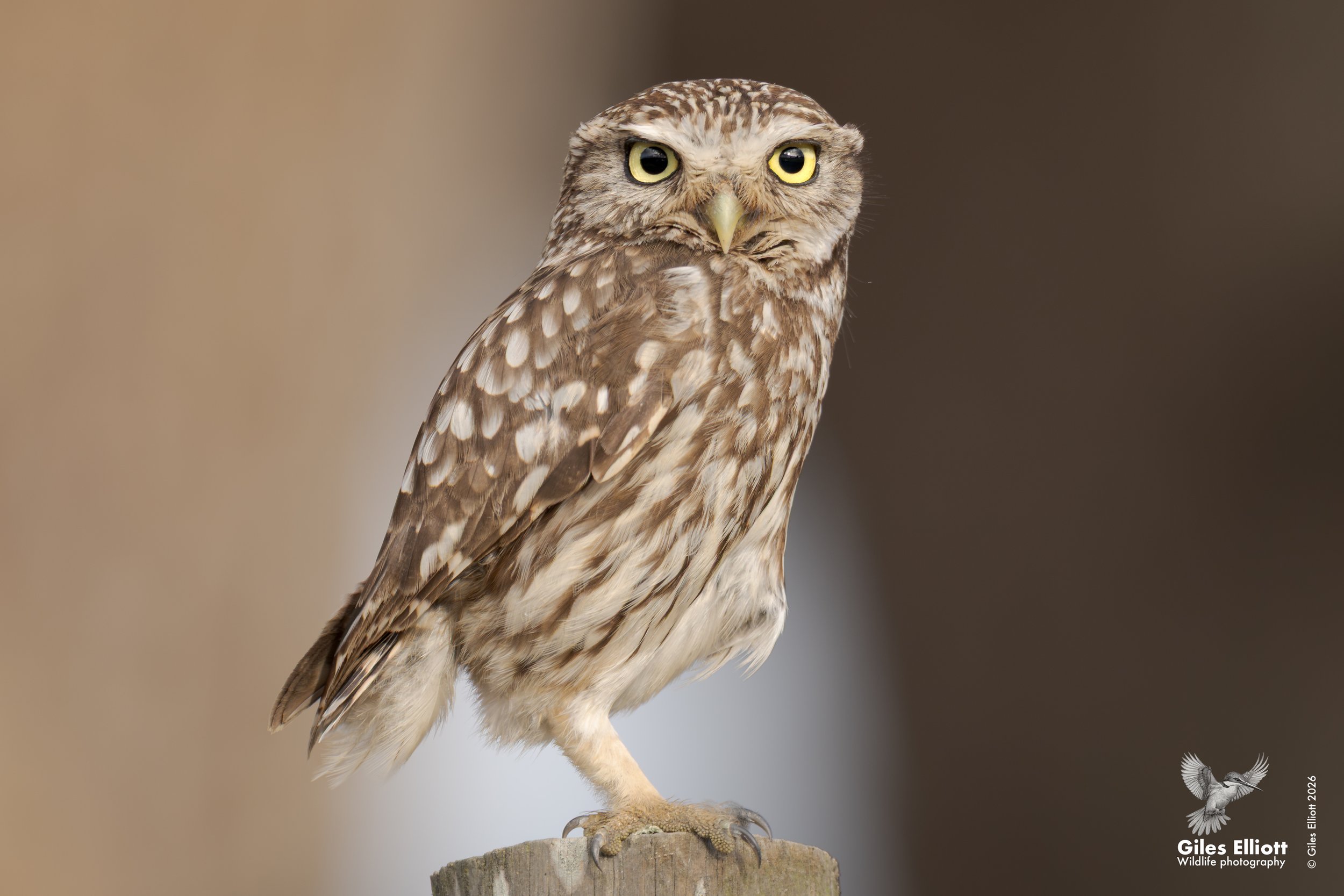 Little owl