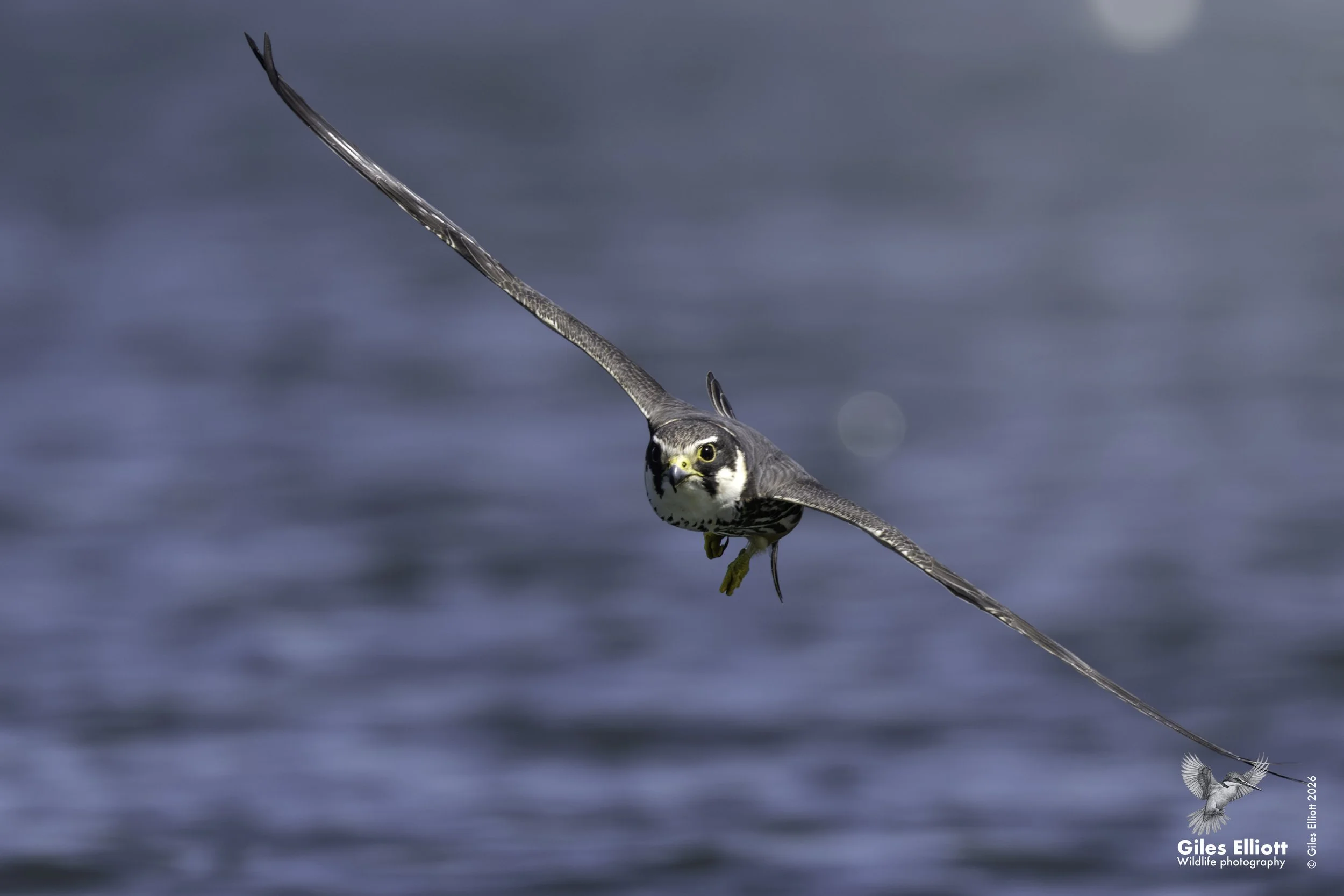 Hobby