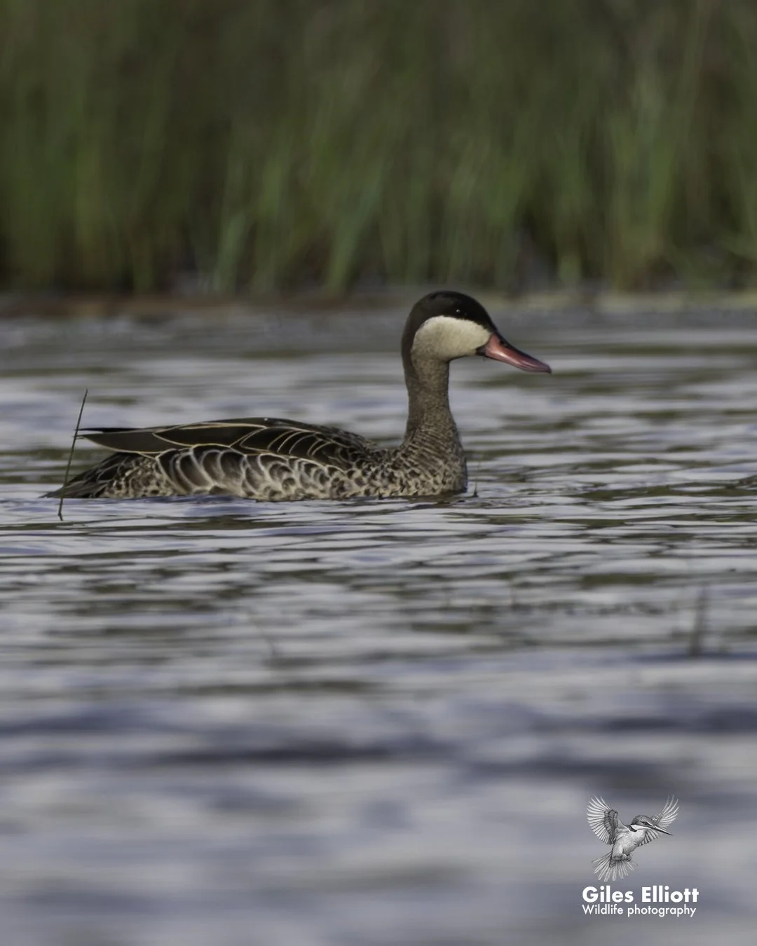Red-billed teal