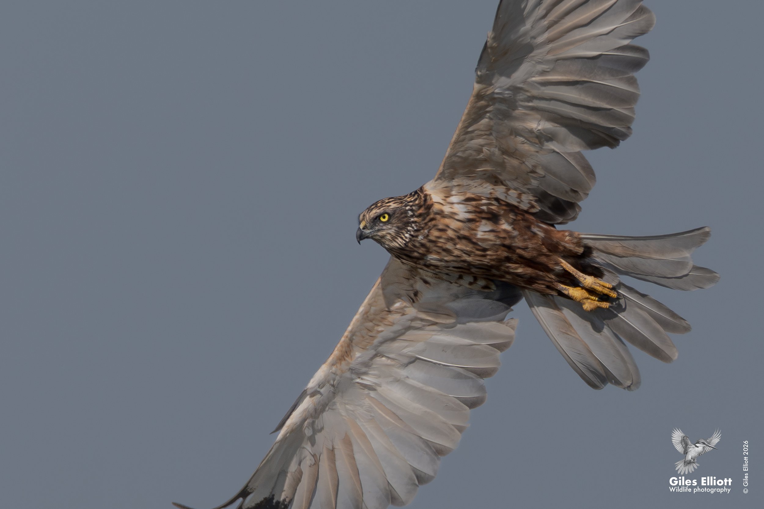 Marsh harrier