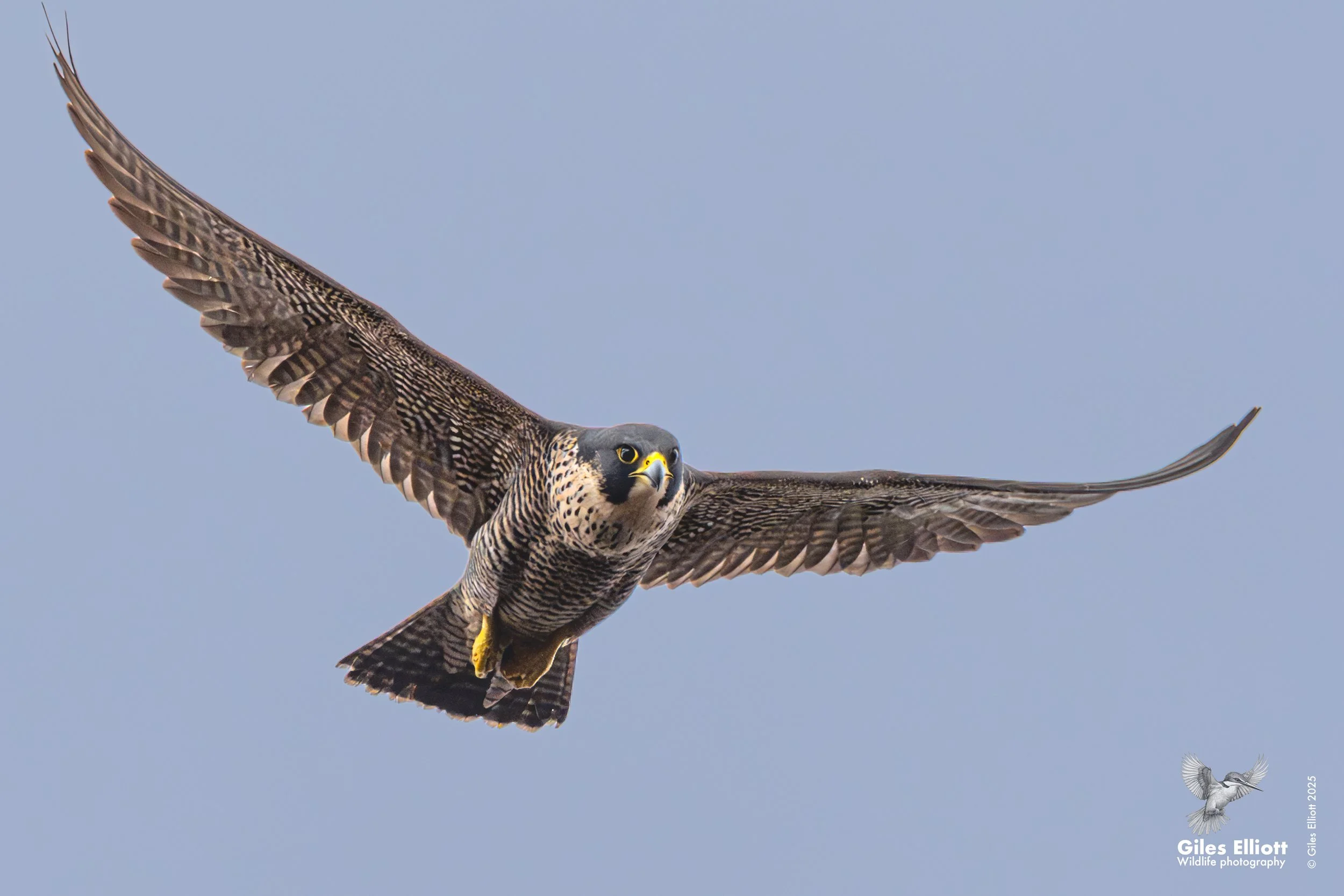Peregrine falcon