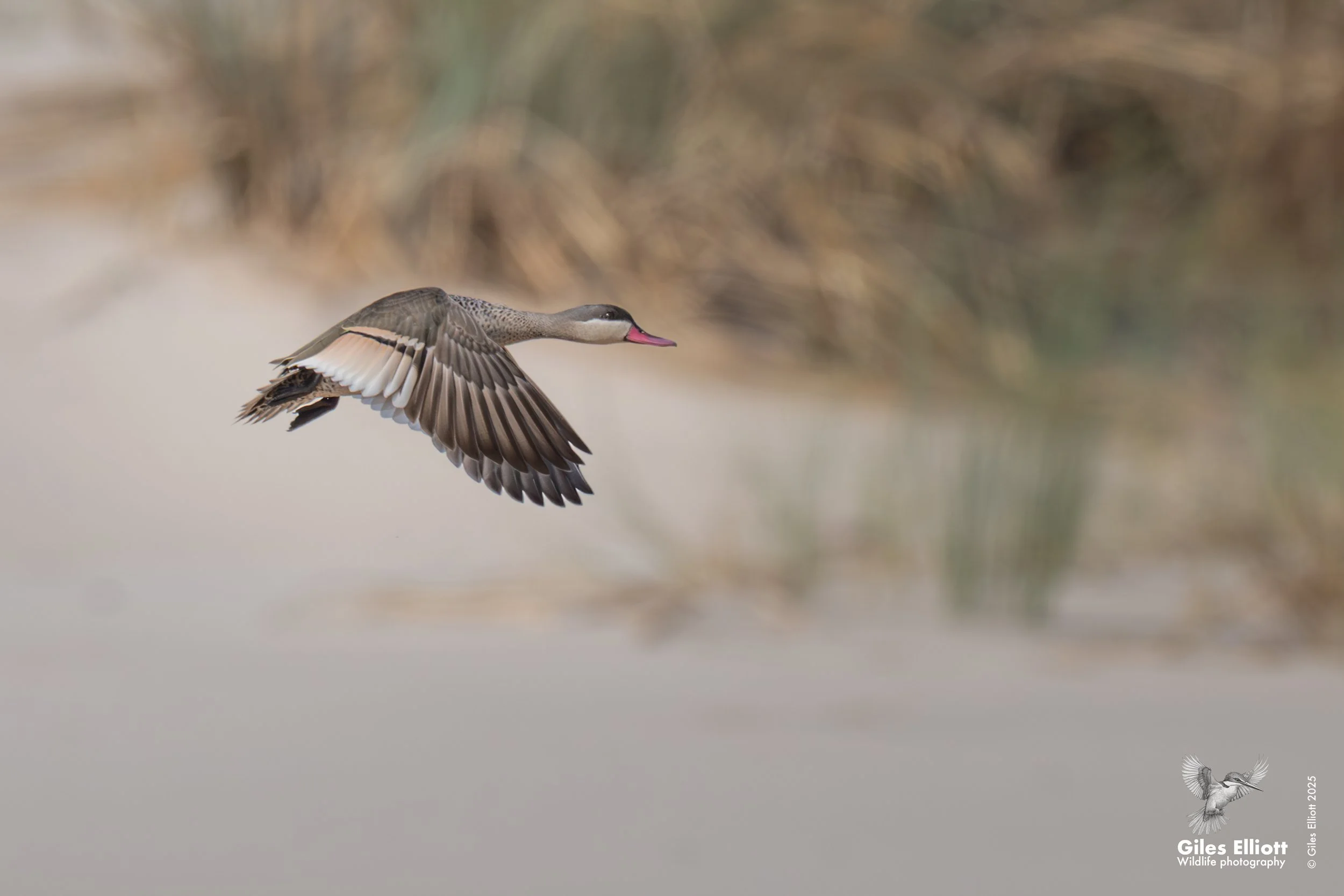 Red-billed teal