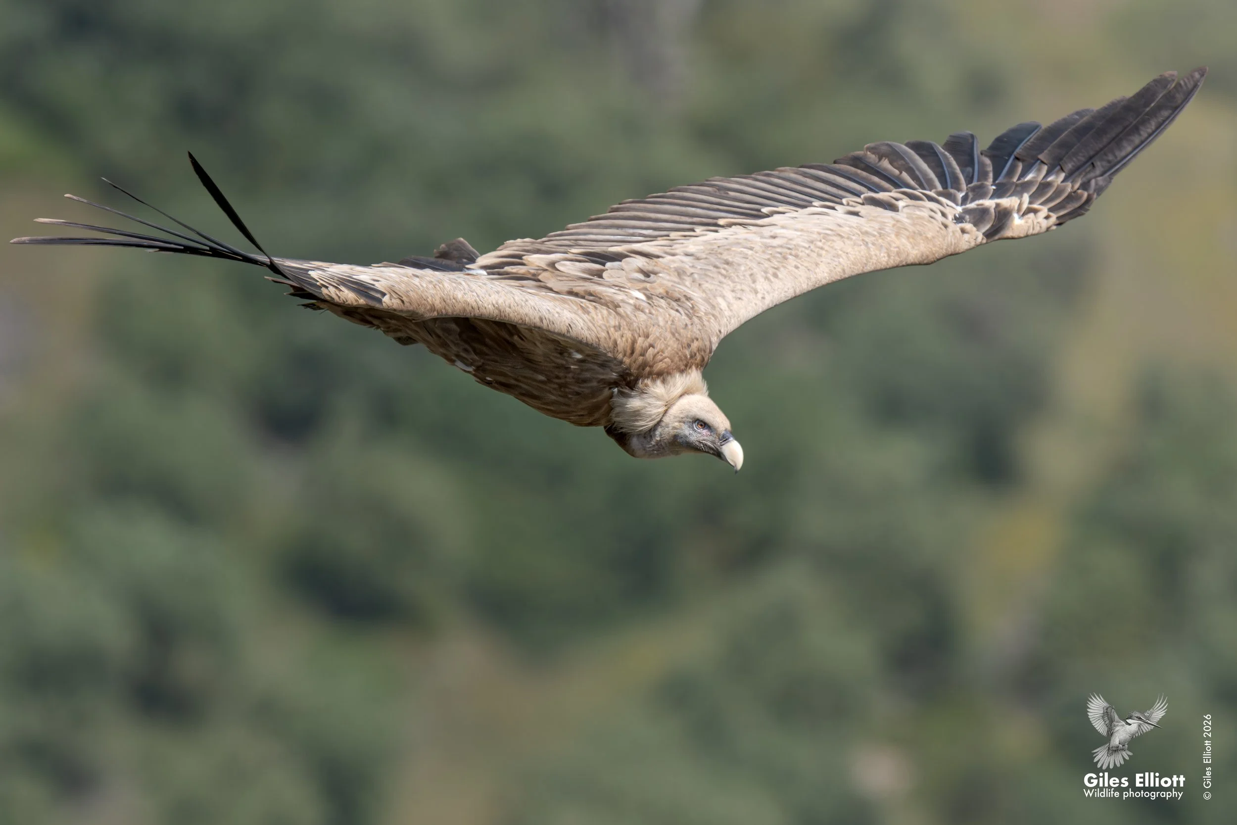 Griffon vulture
