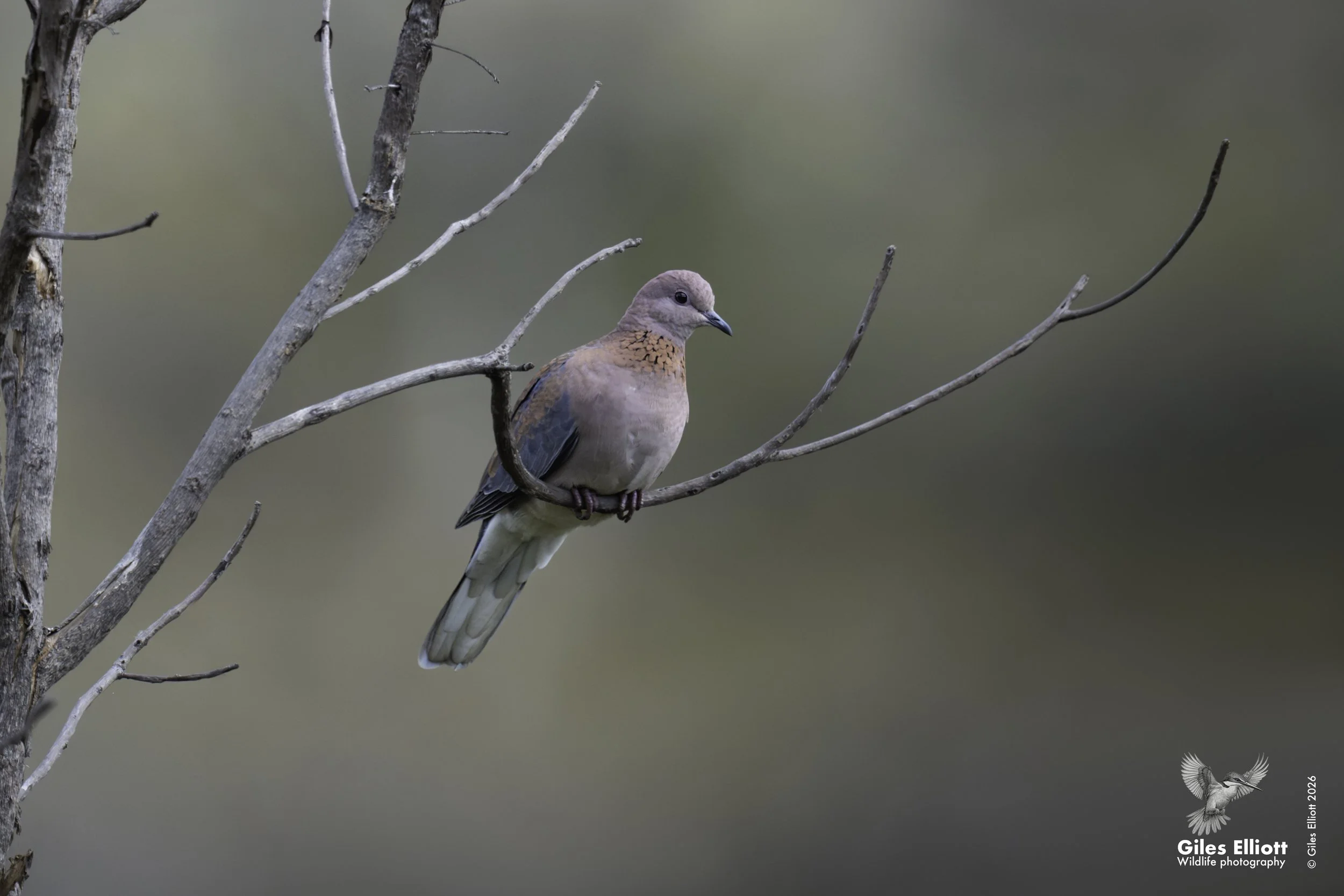 Laughing dove