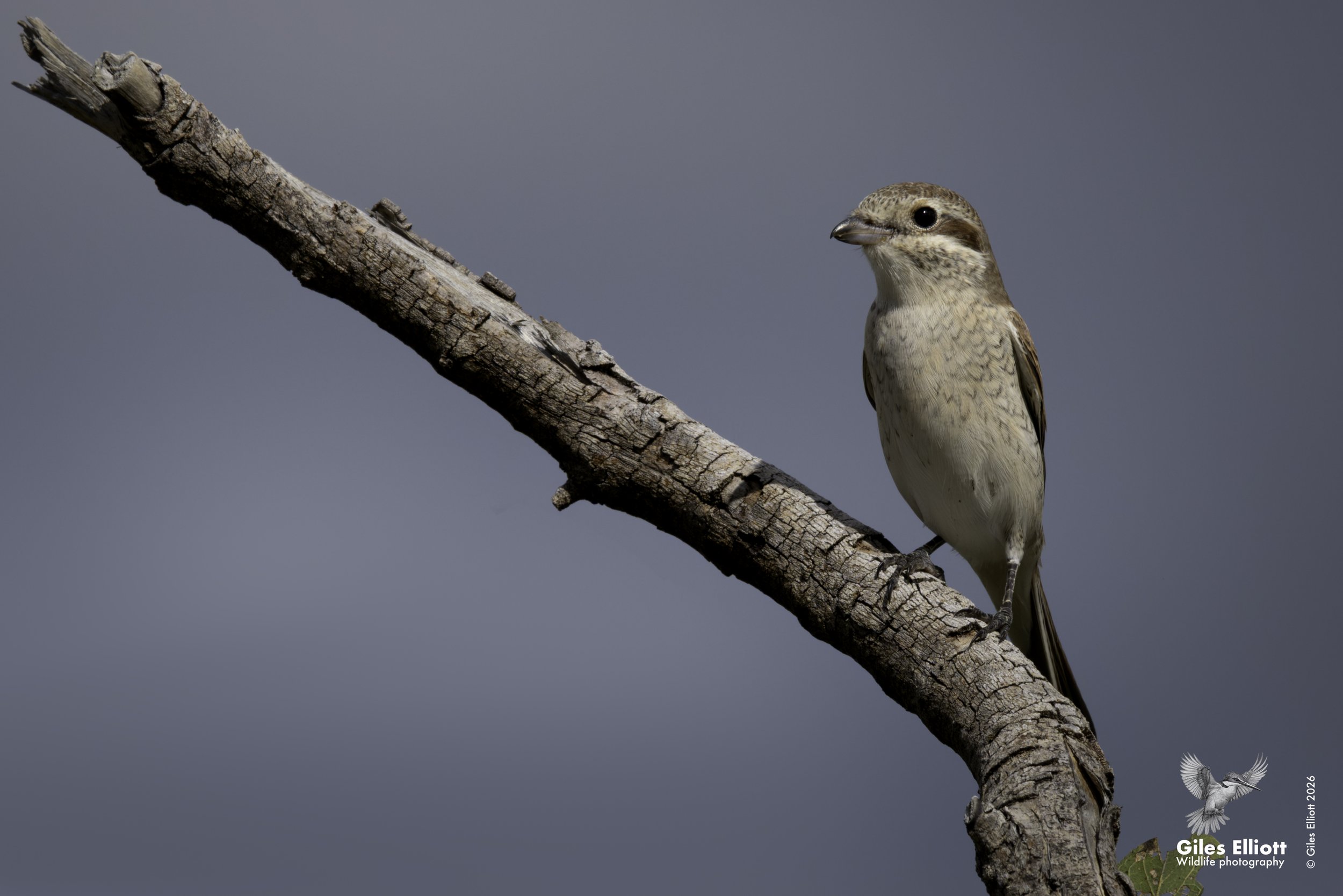 Red-backed shrike
