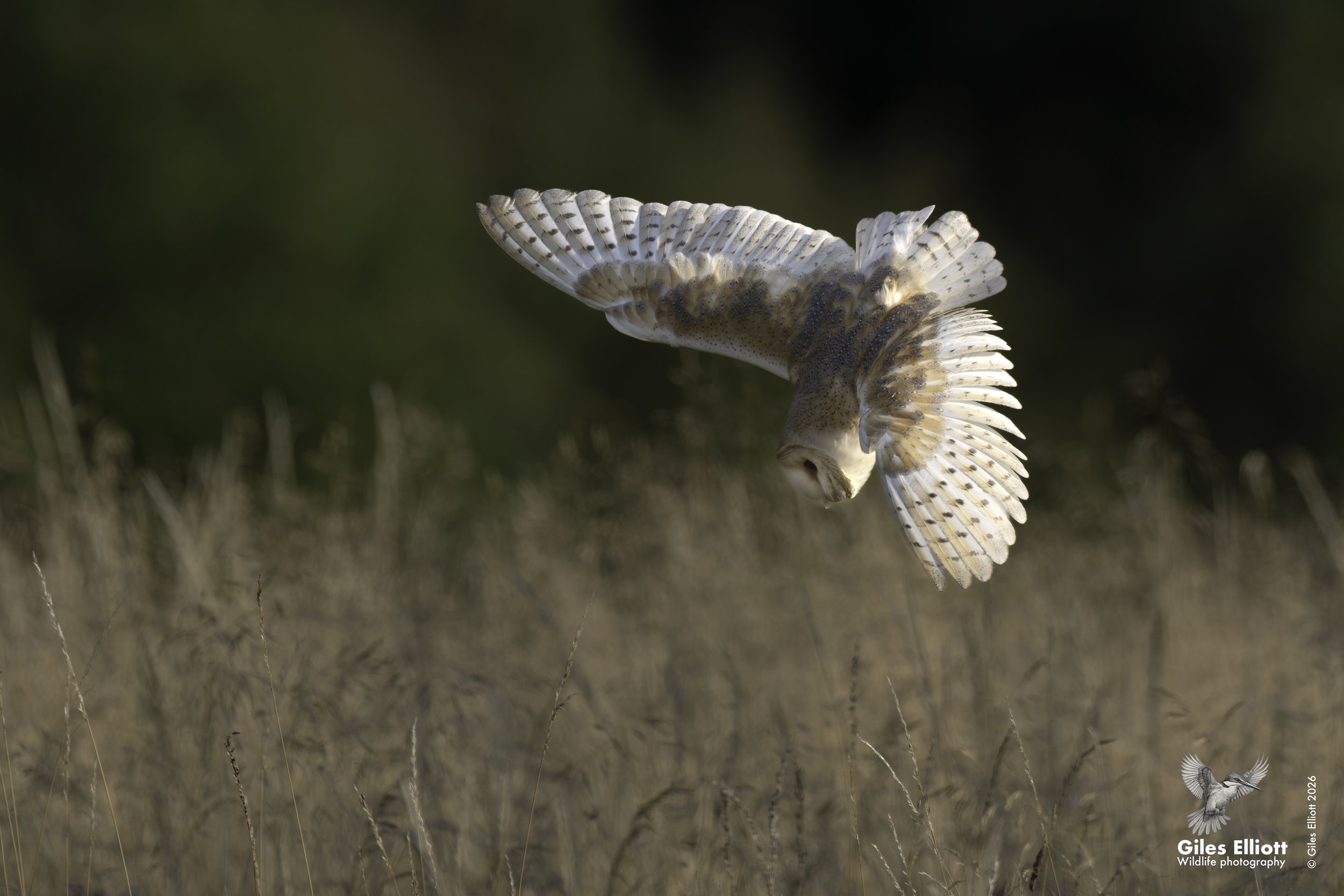Barn owl