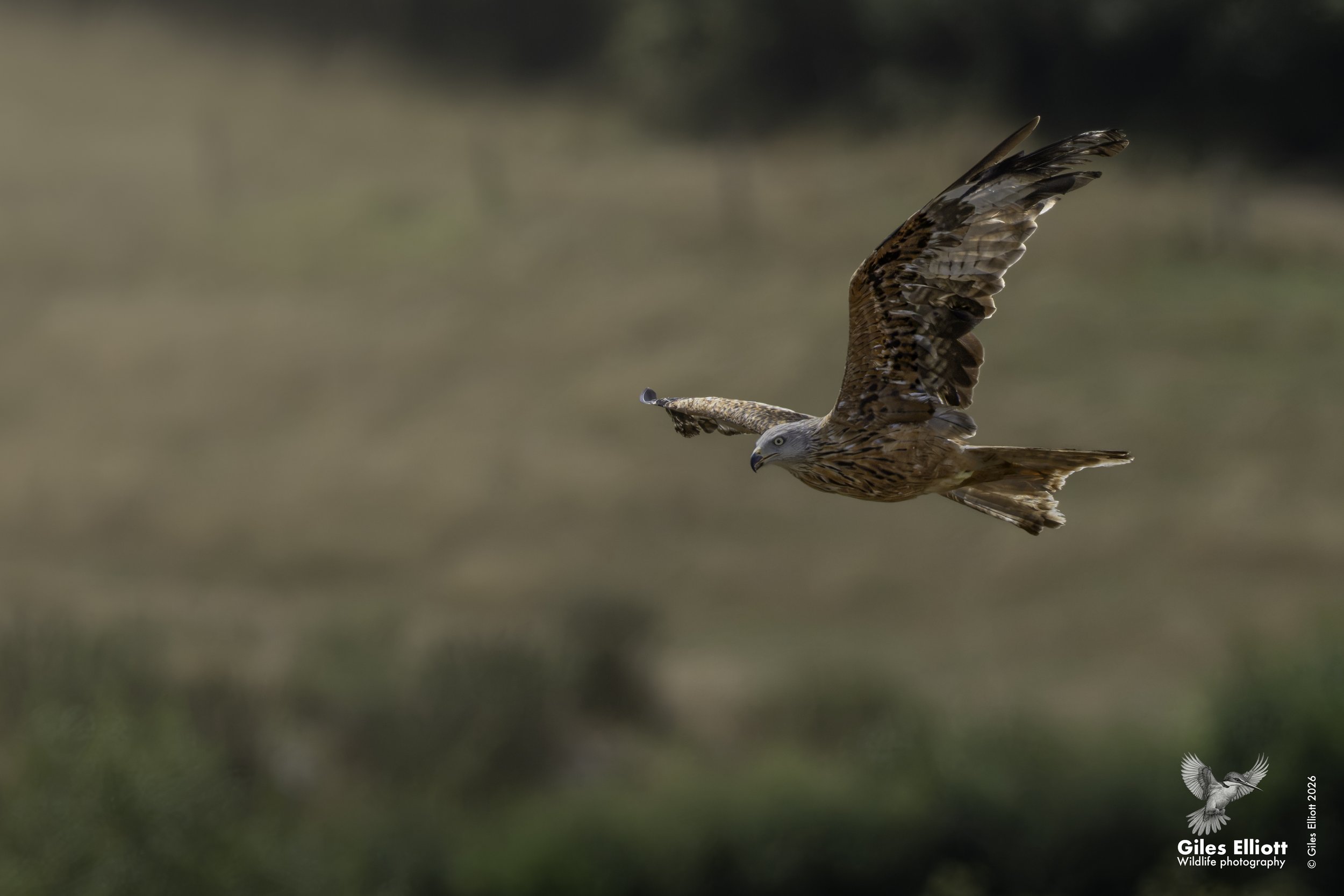 Red kite