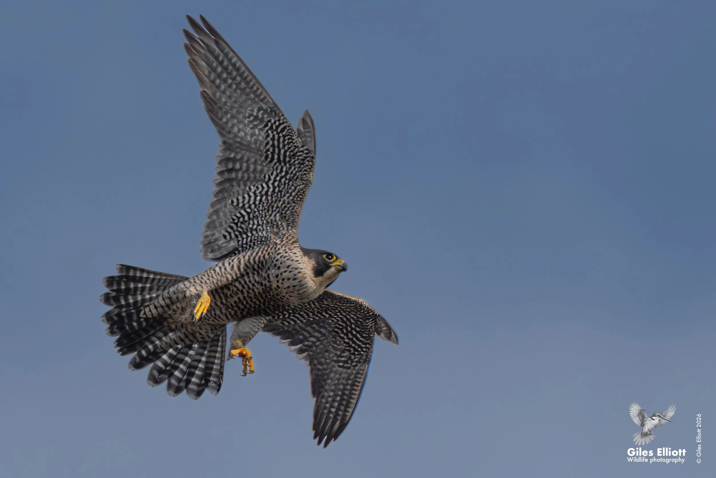 Peregrine falcon