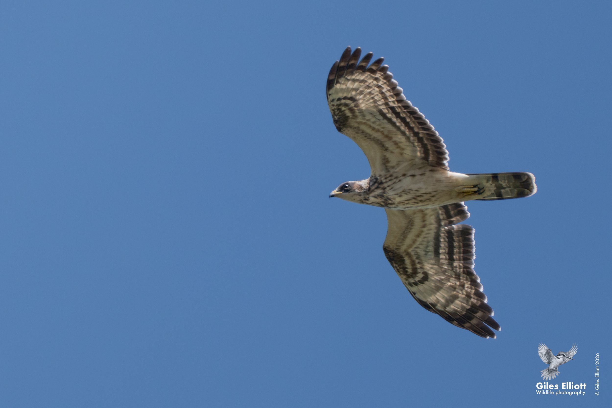 European honey buzzard
