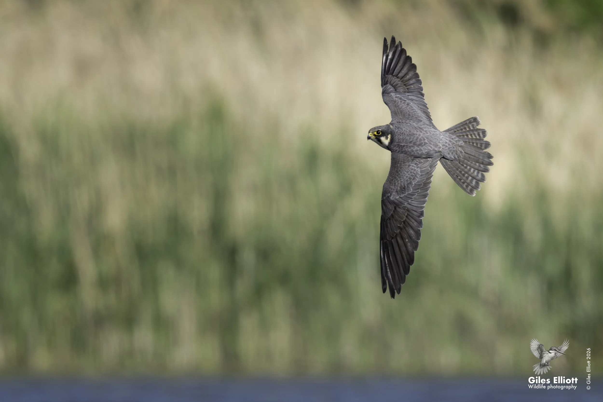 Hobby