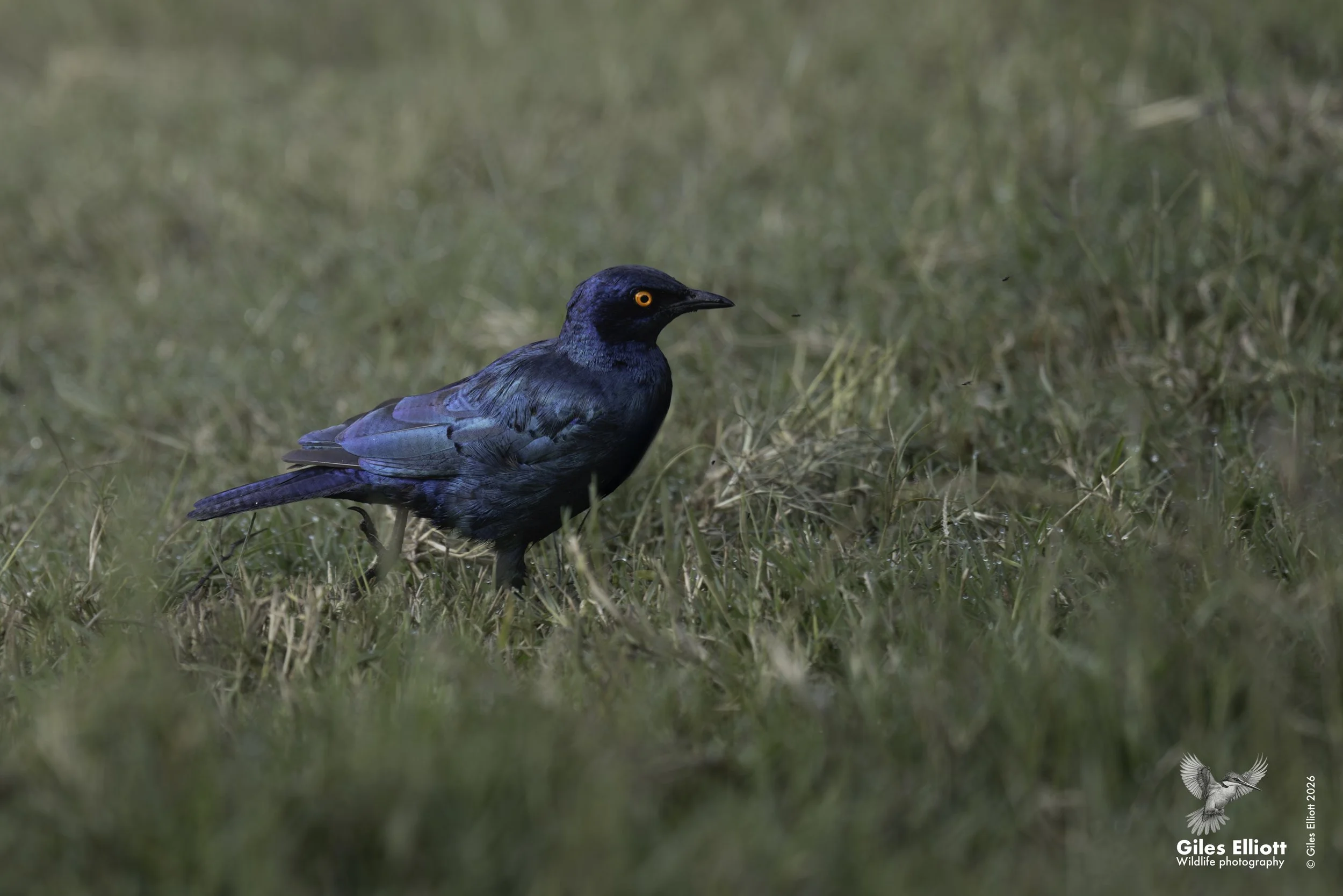 Greater blue-eared starling