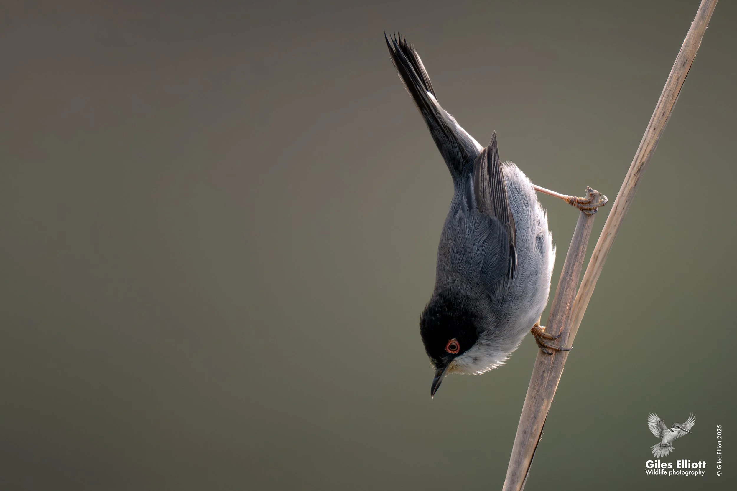Sardinian Warbler