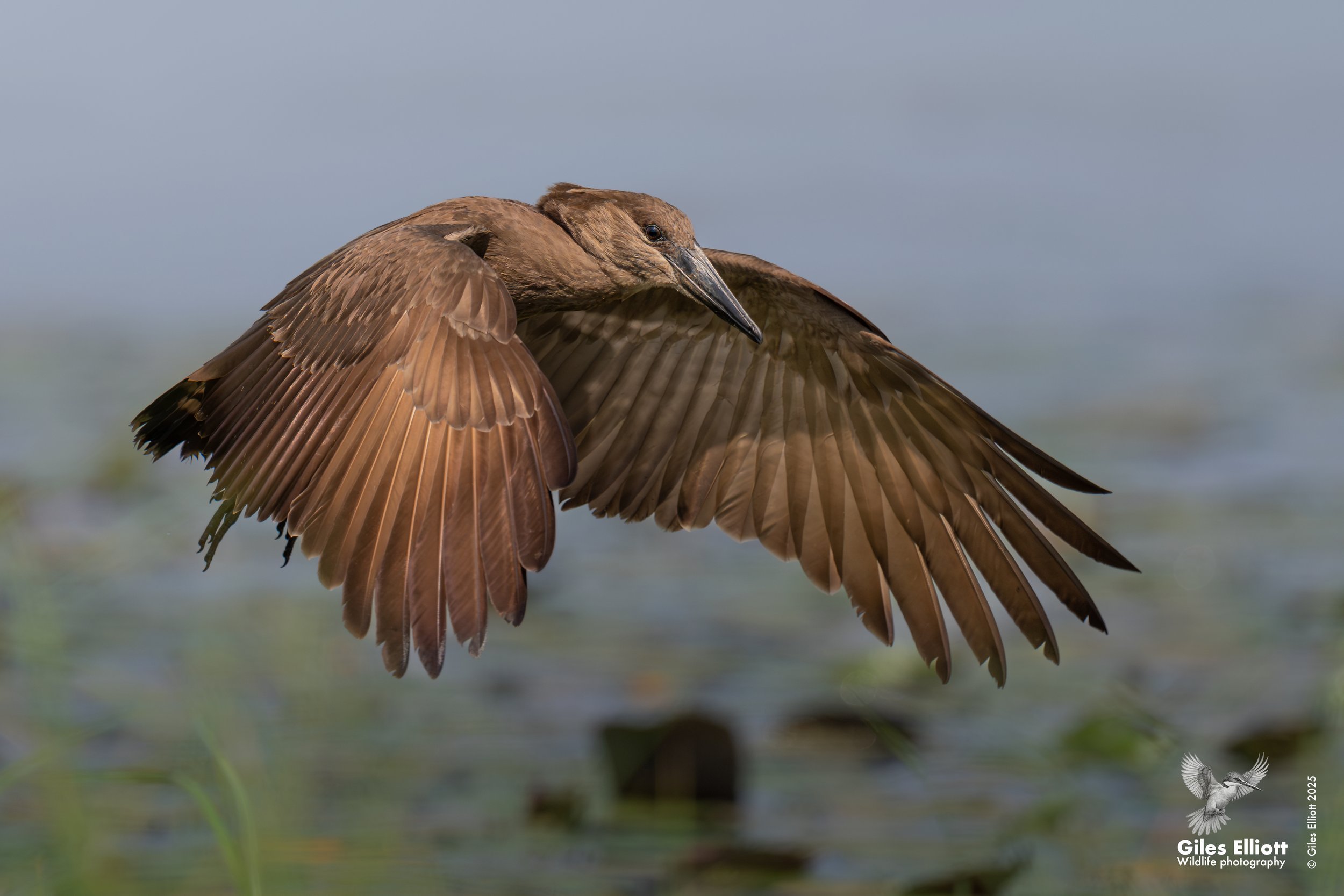 Hammerkop
