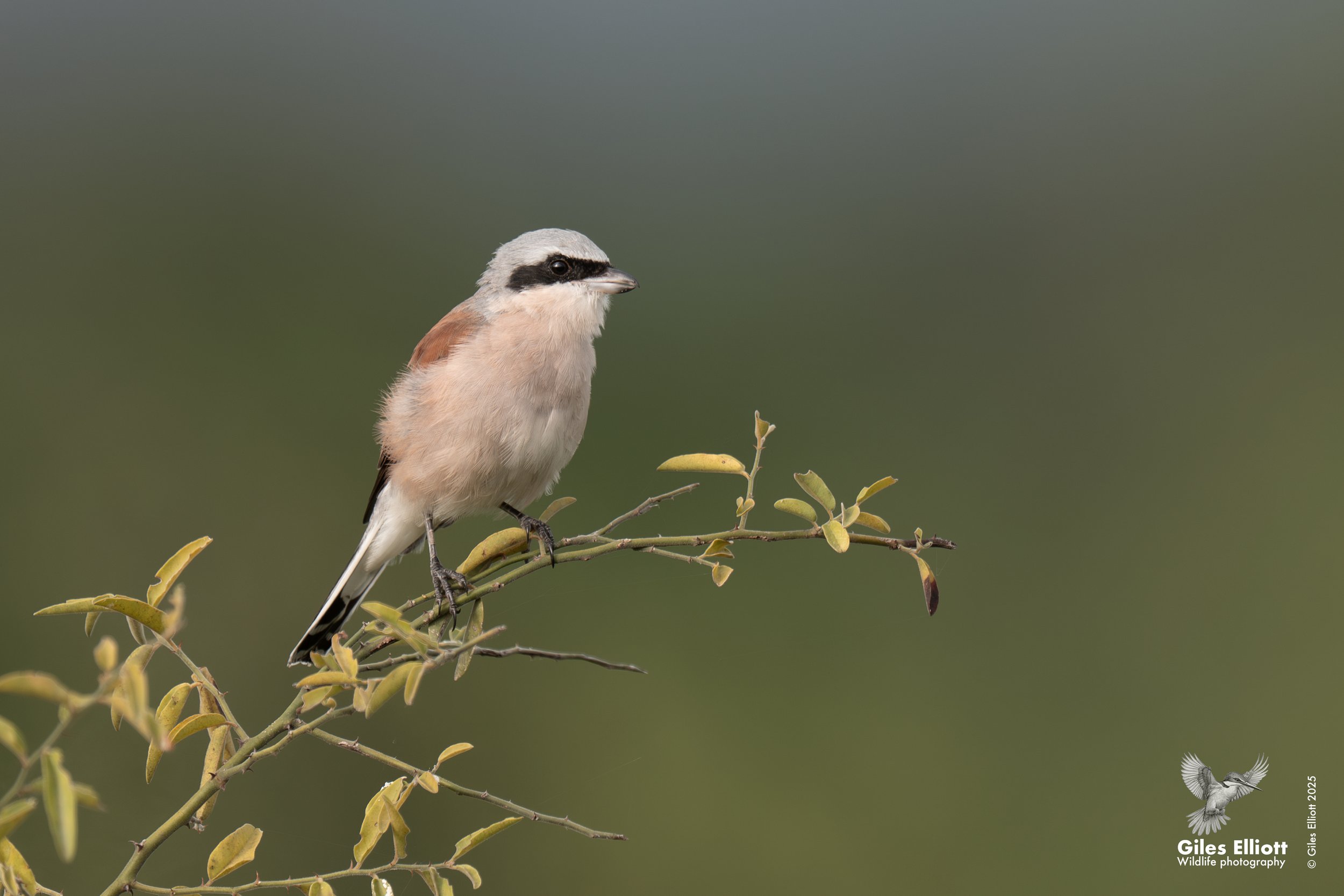 A small bird with a black eye stripe, light beige body, and black and white wings perched on a thin branch with greenish-yellow leaves, against a blurred green background.