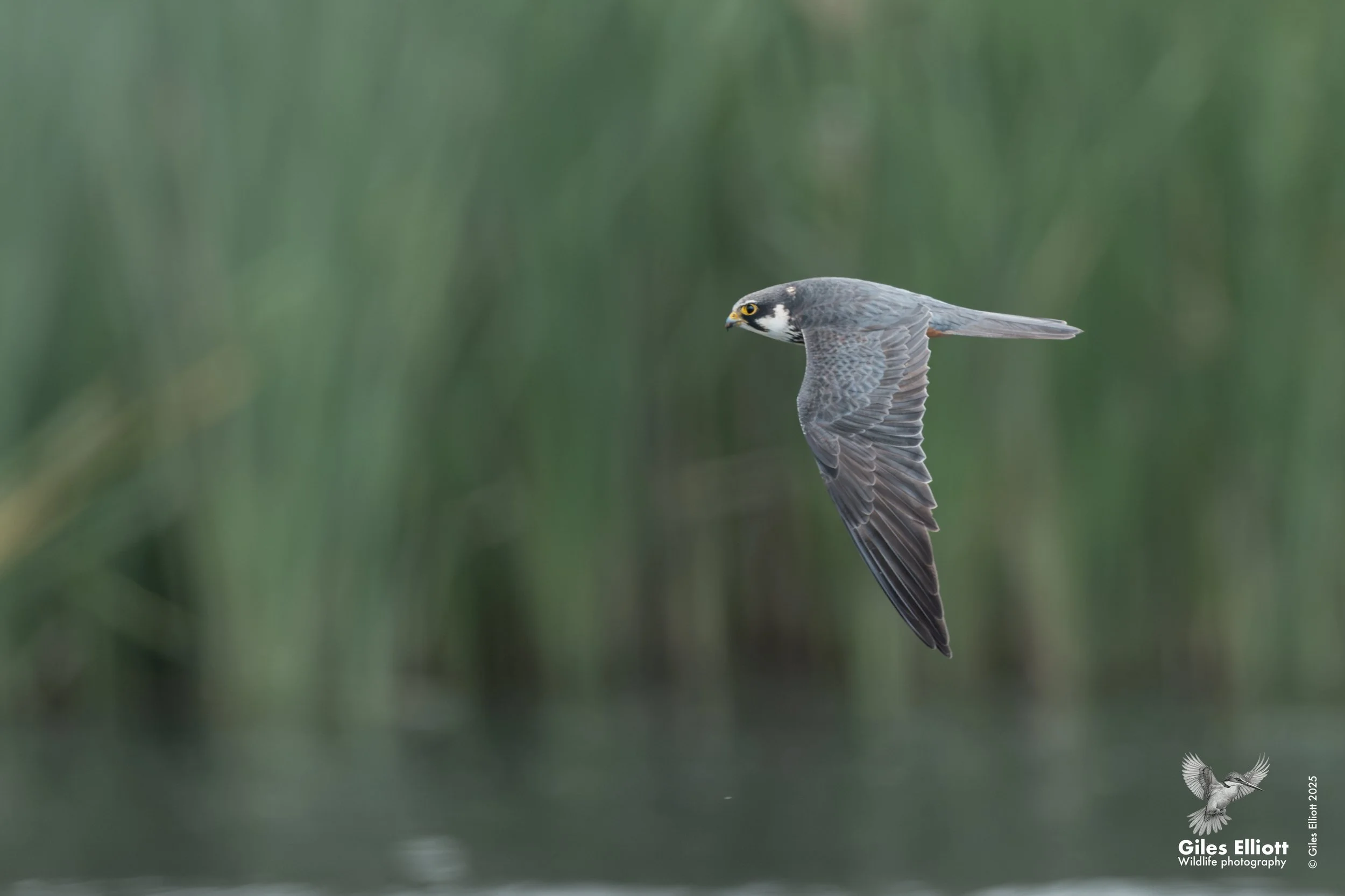 Hobby. Berkshire, UK. May 2025