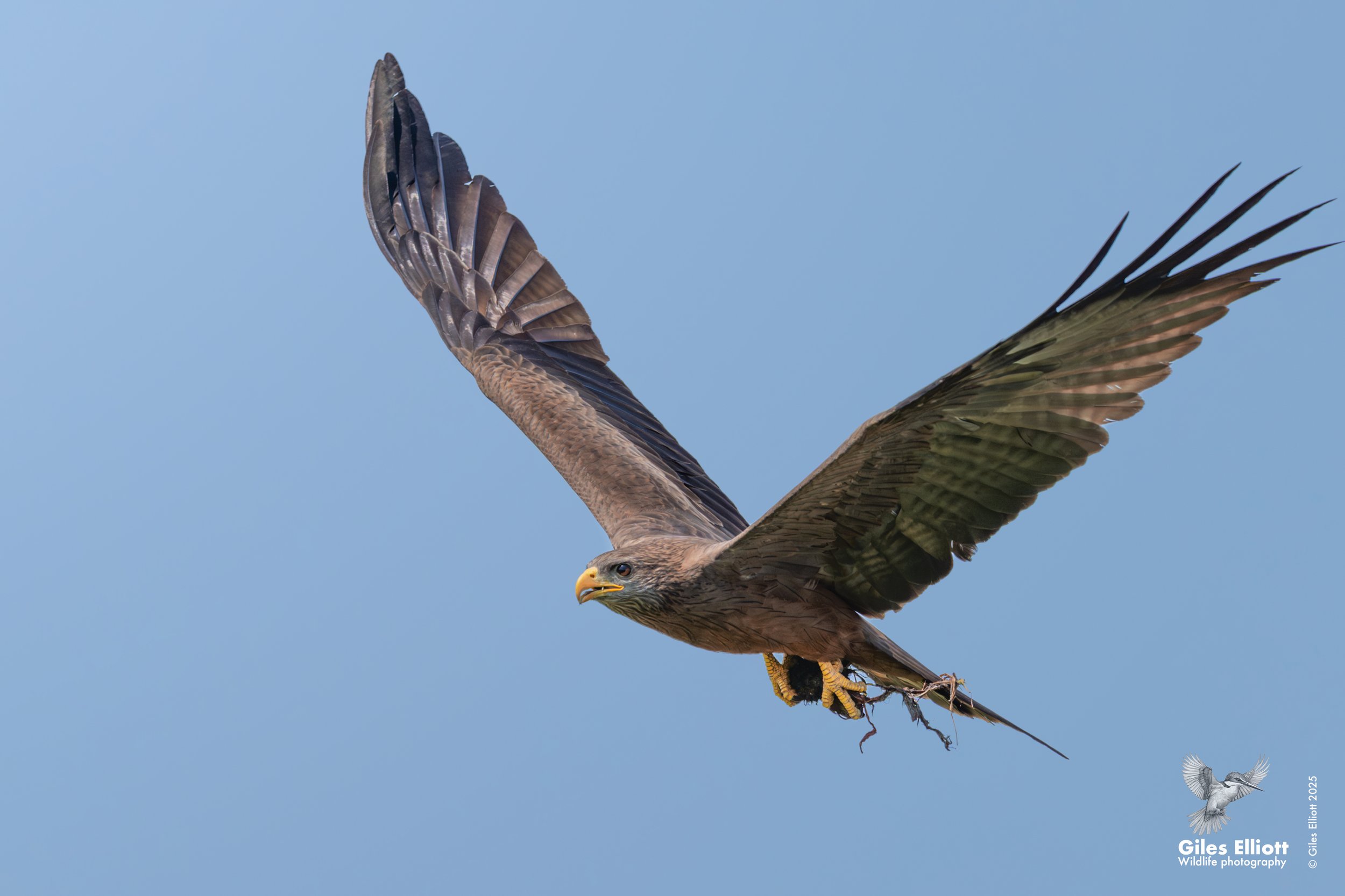Yellow billed kite