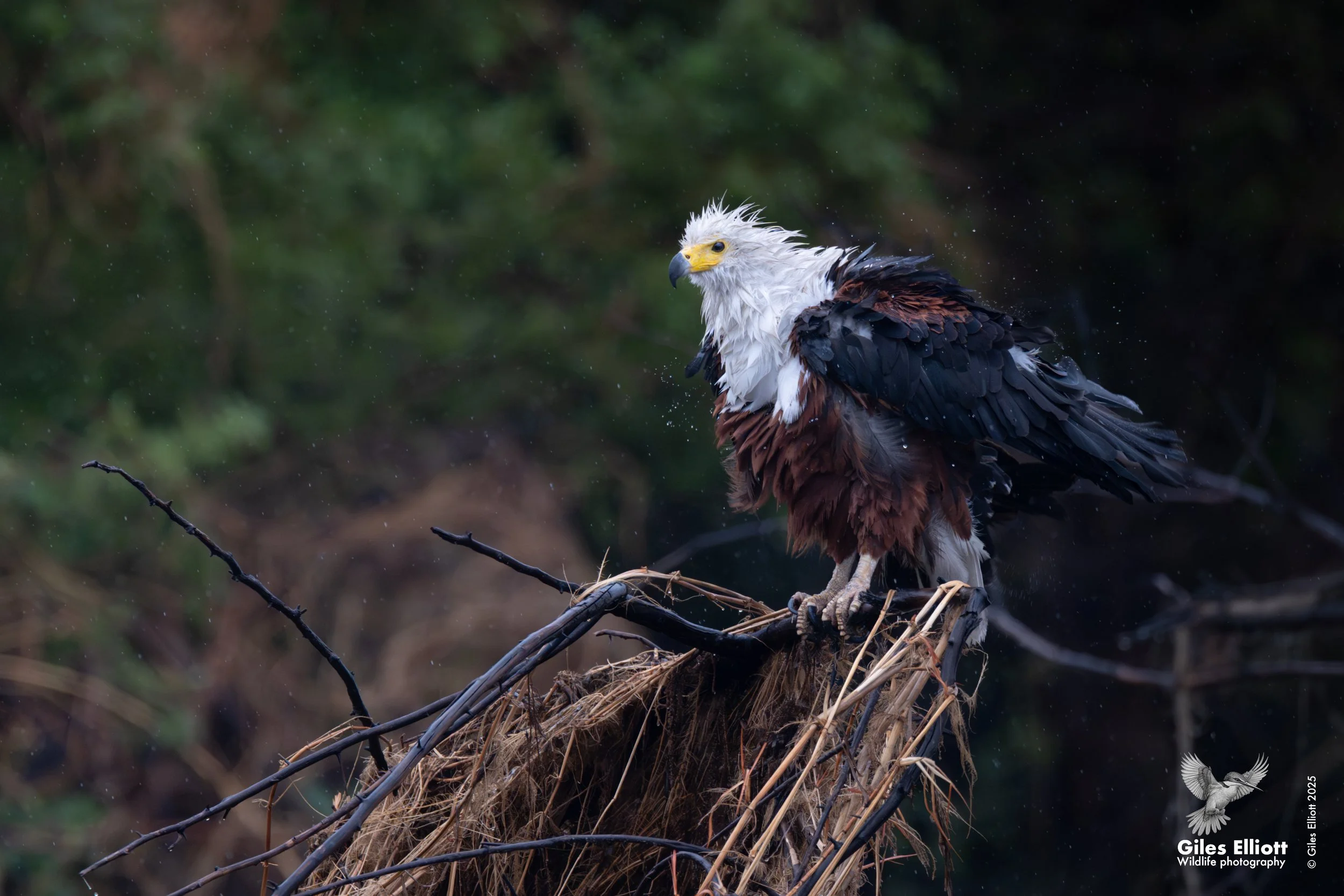 African fish eagle