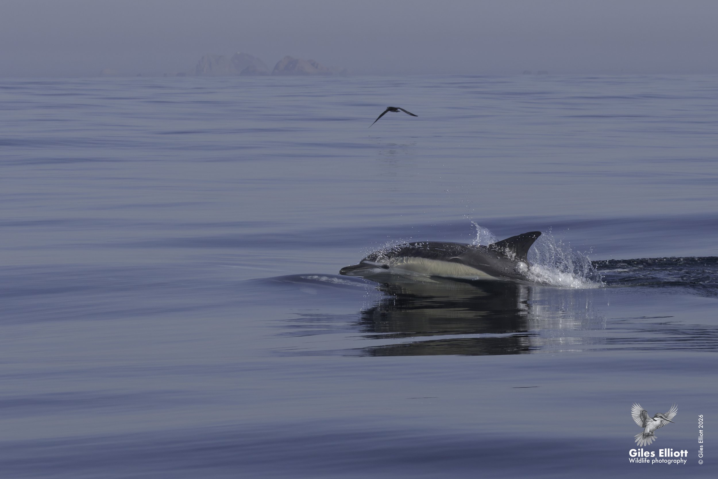 Common dolphin