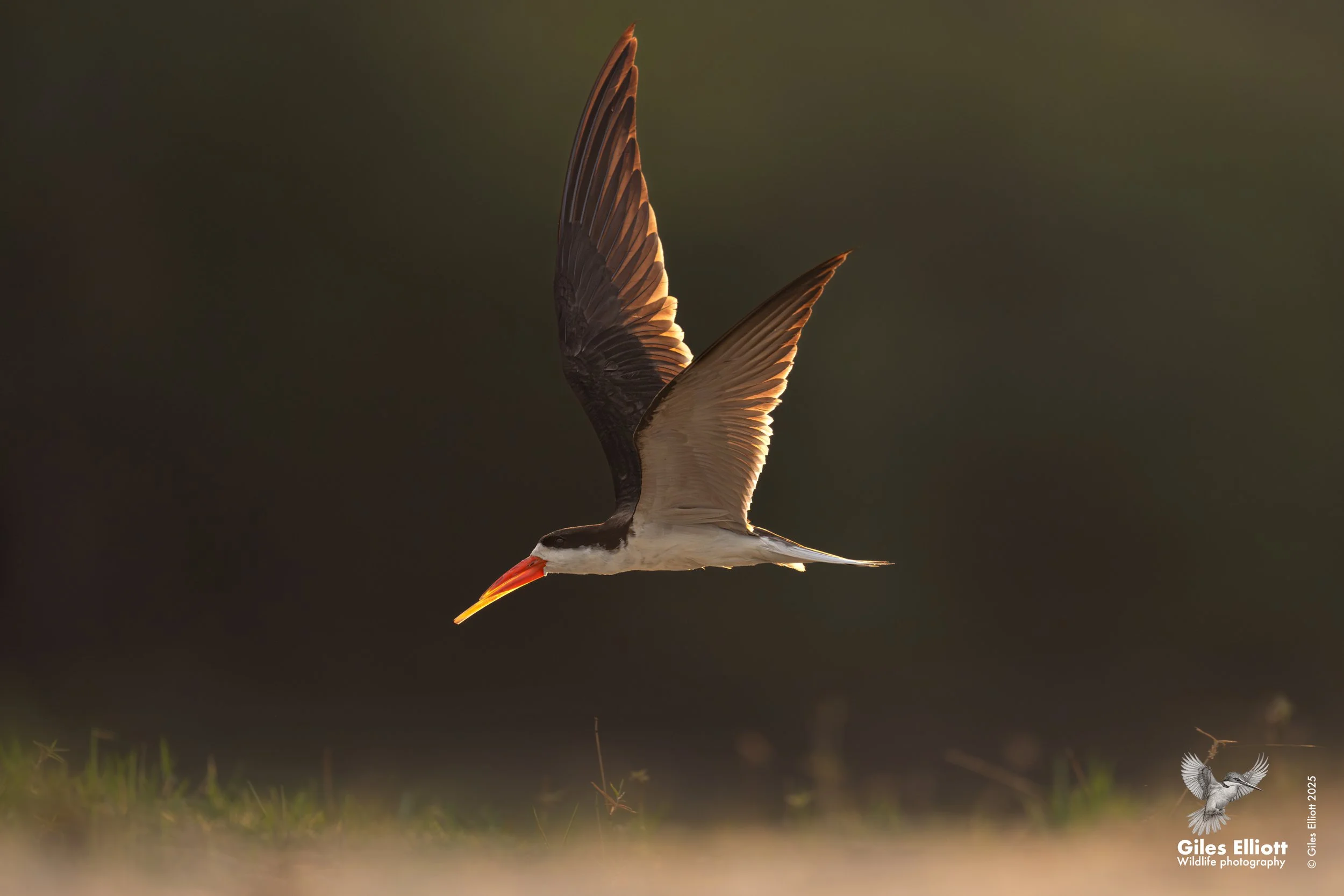back lit skimmer.jpg