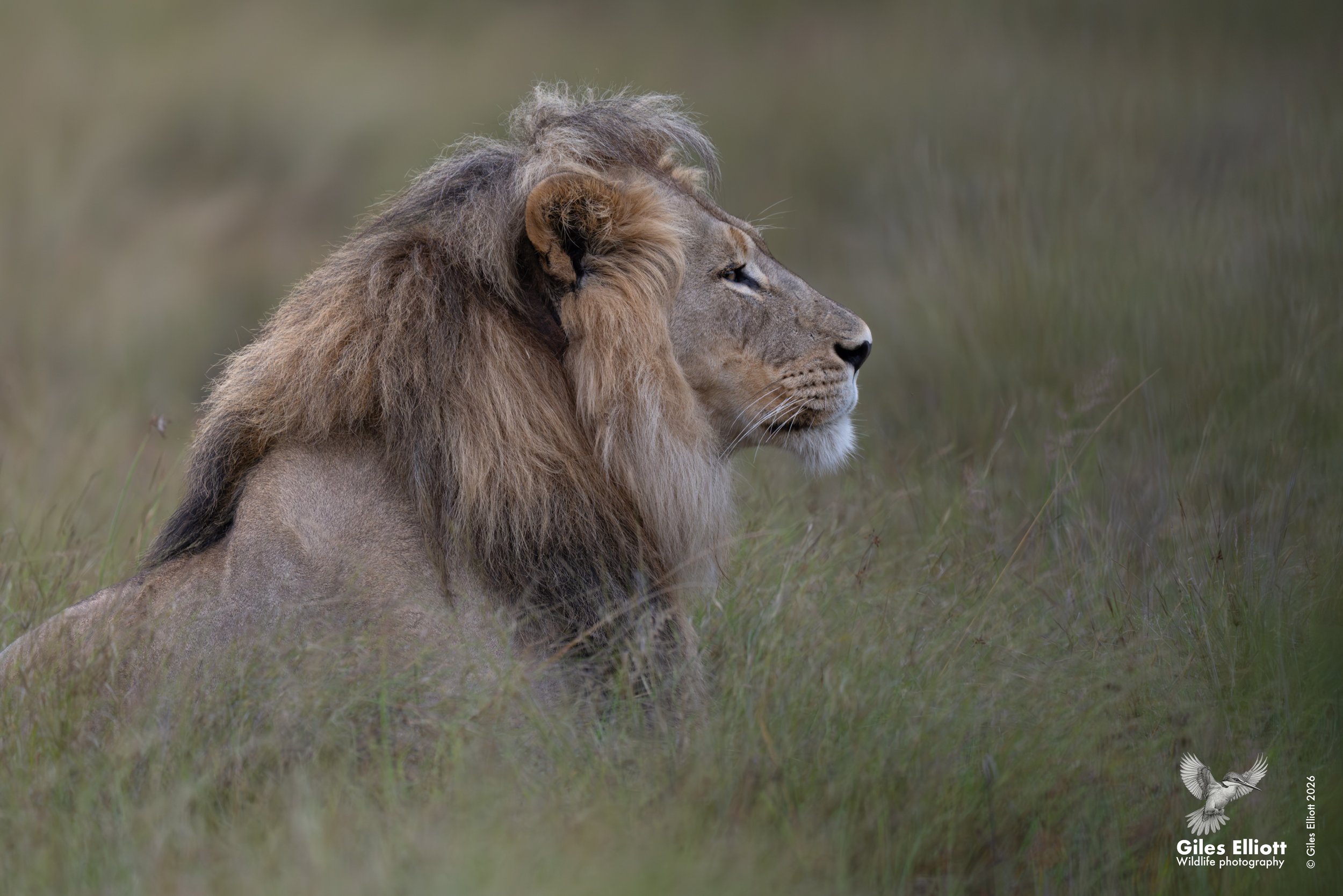 African lion
