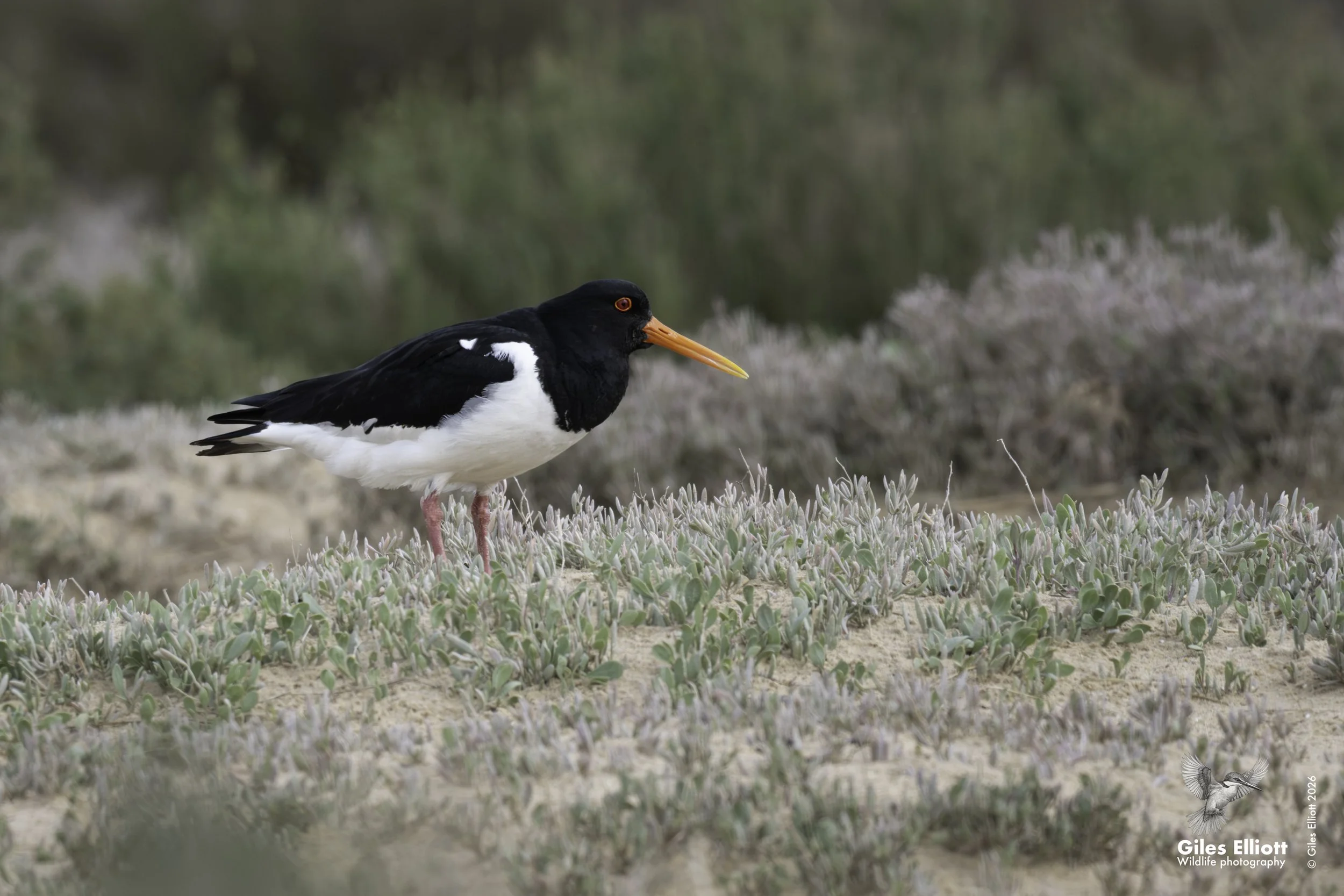 Oyster catcher