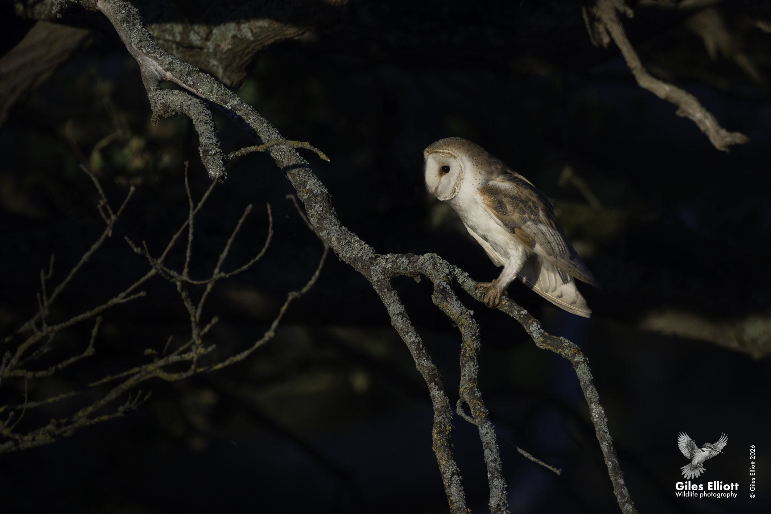 Barn owl