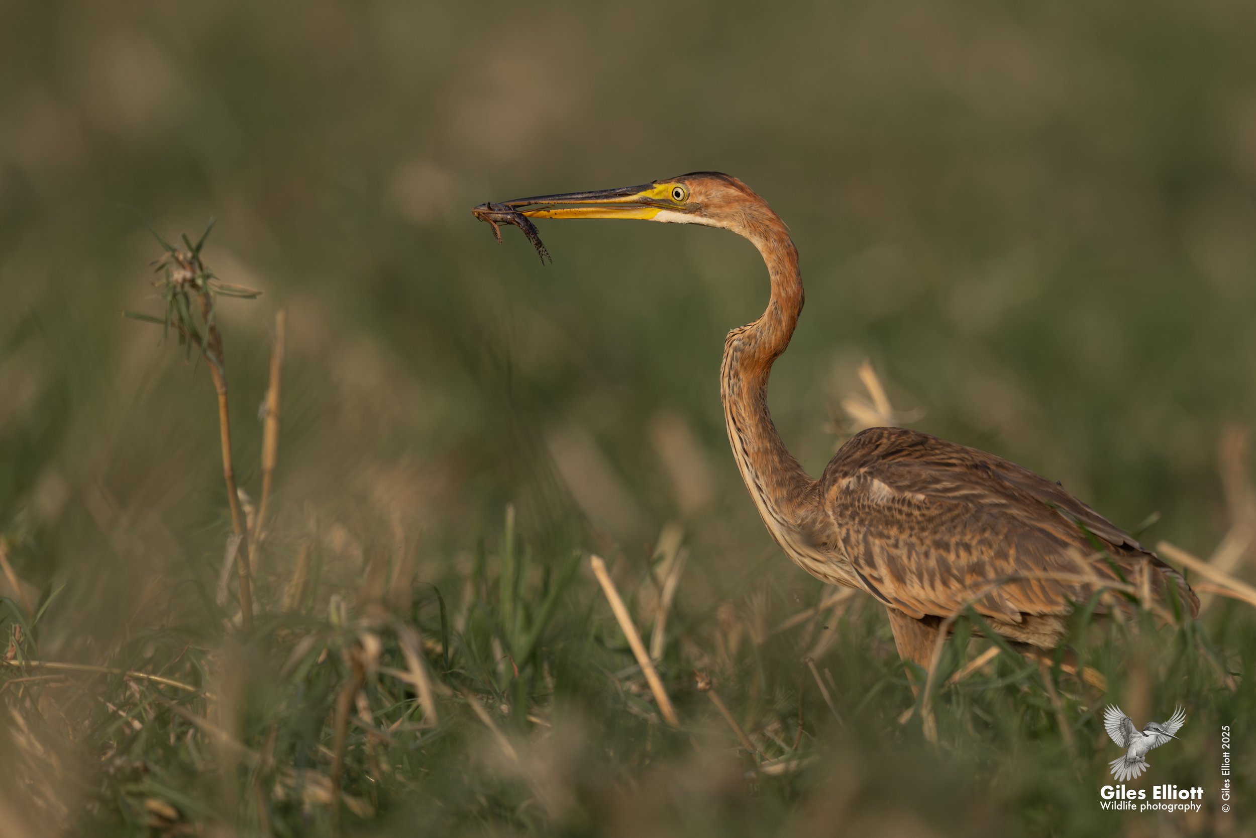 Purple heron