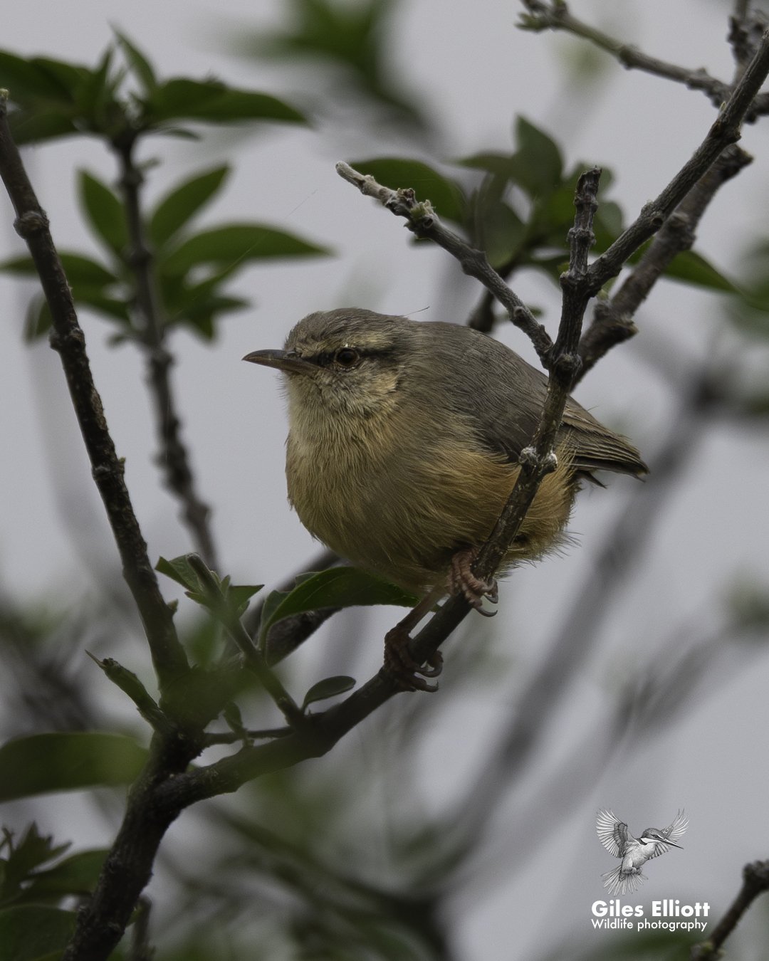 Long-billed crombec