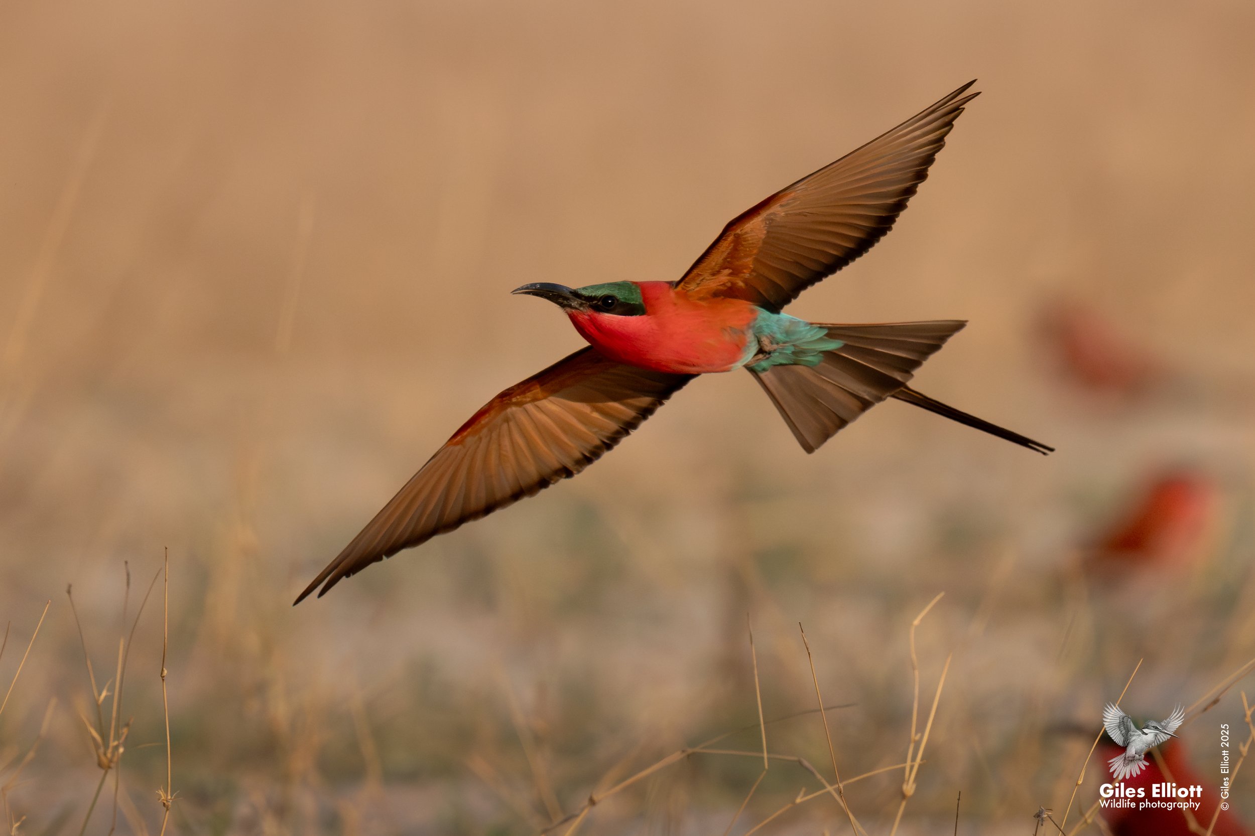 Southern Carmine Bee-eater