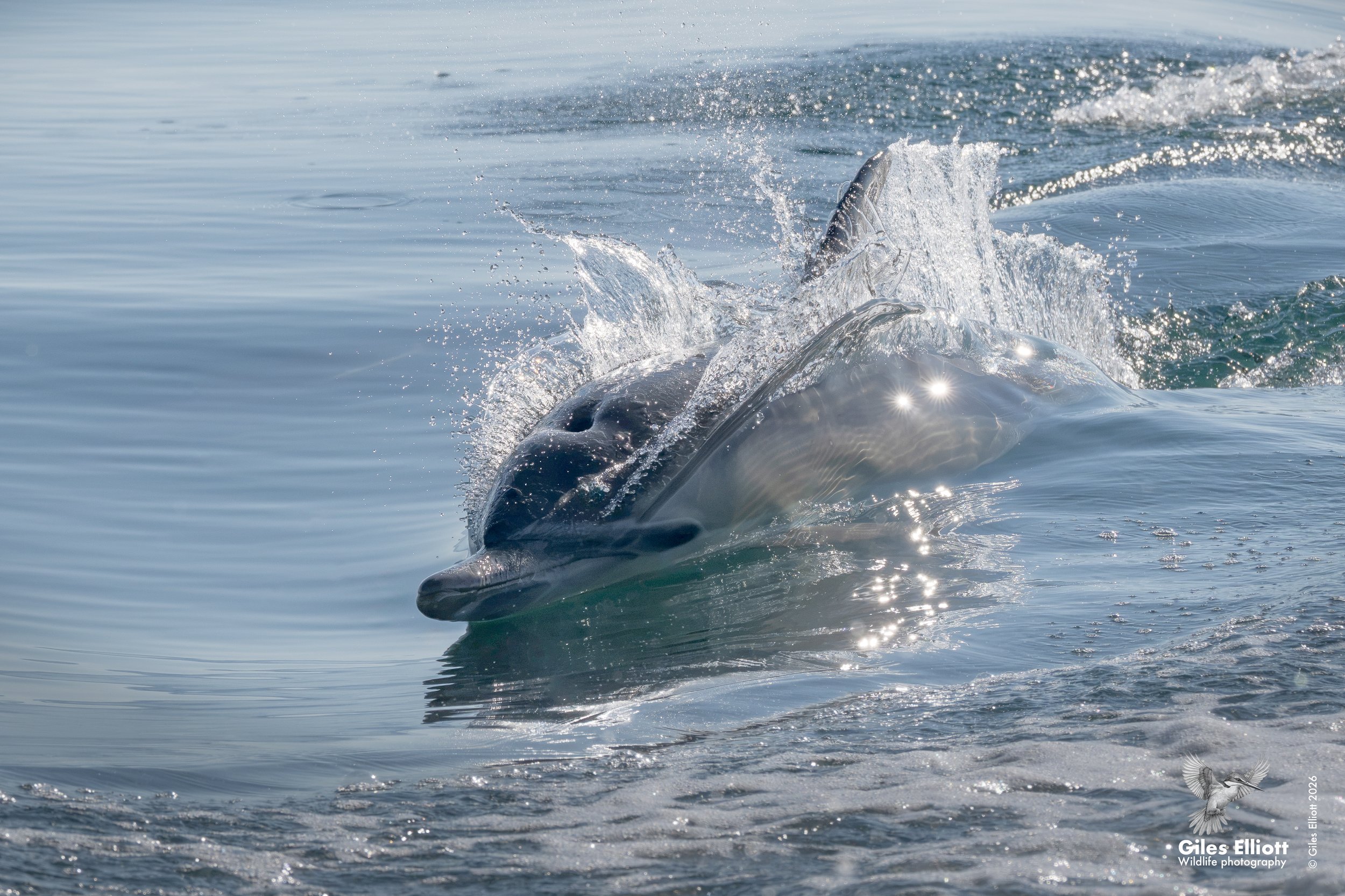 Common dolphin
