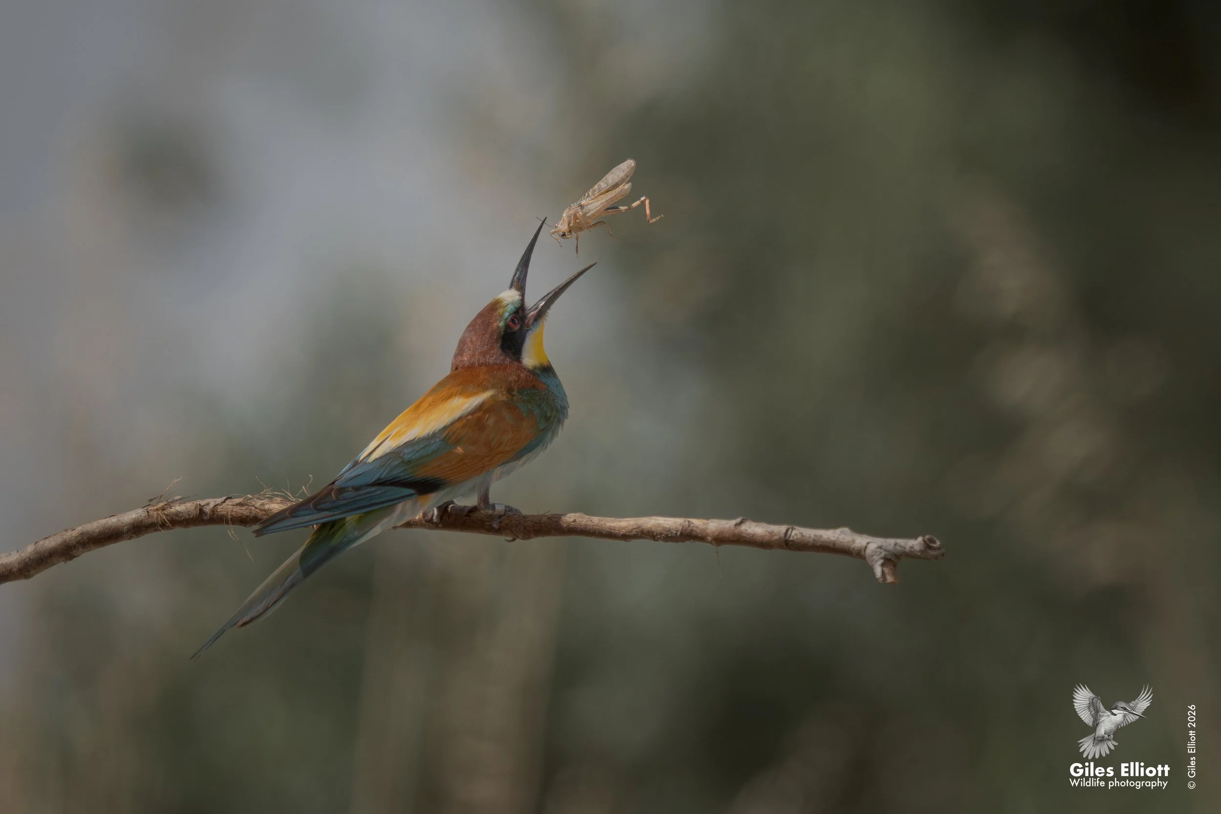 bee eaters 59.jpg