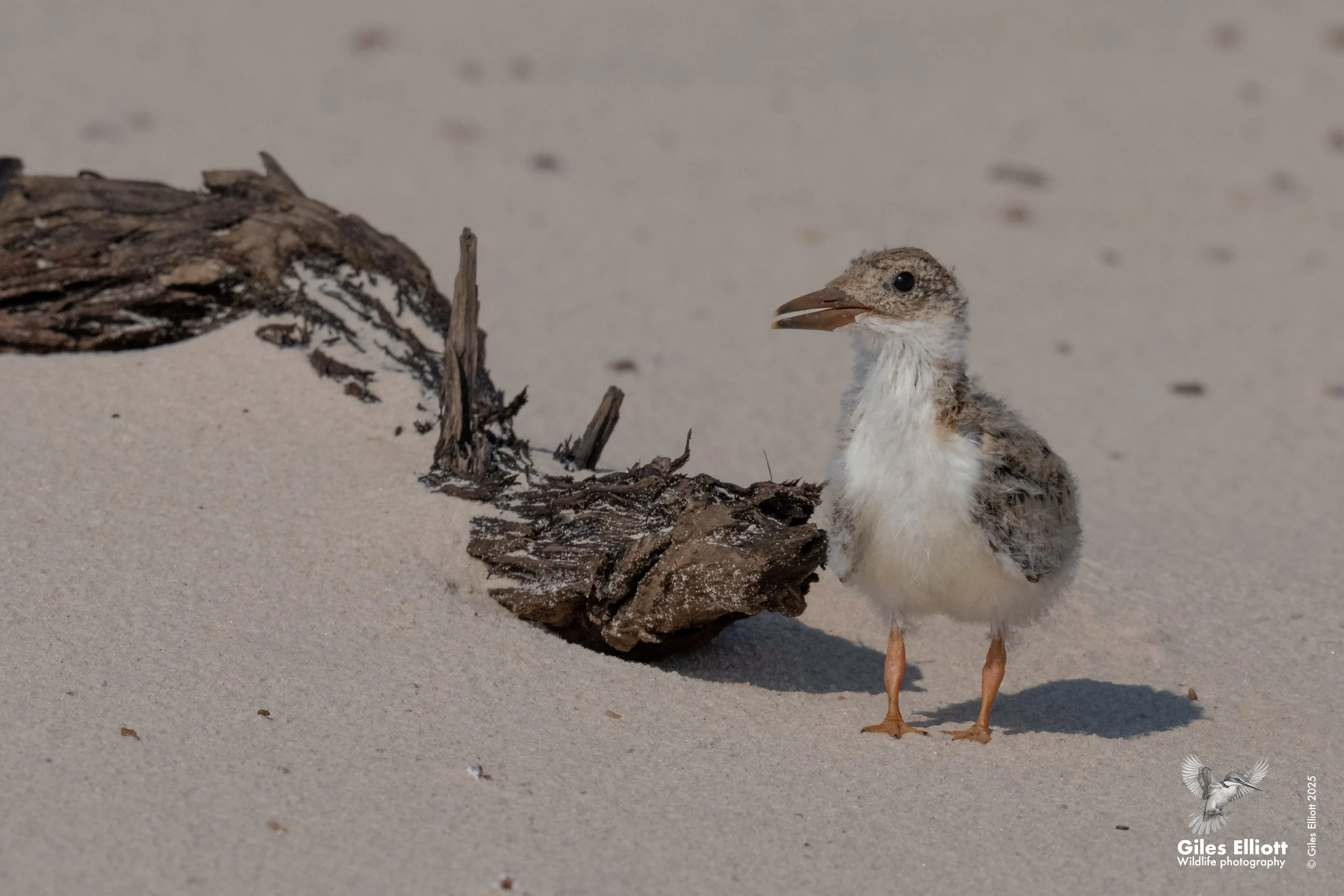 African skimmer